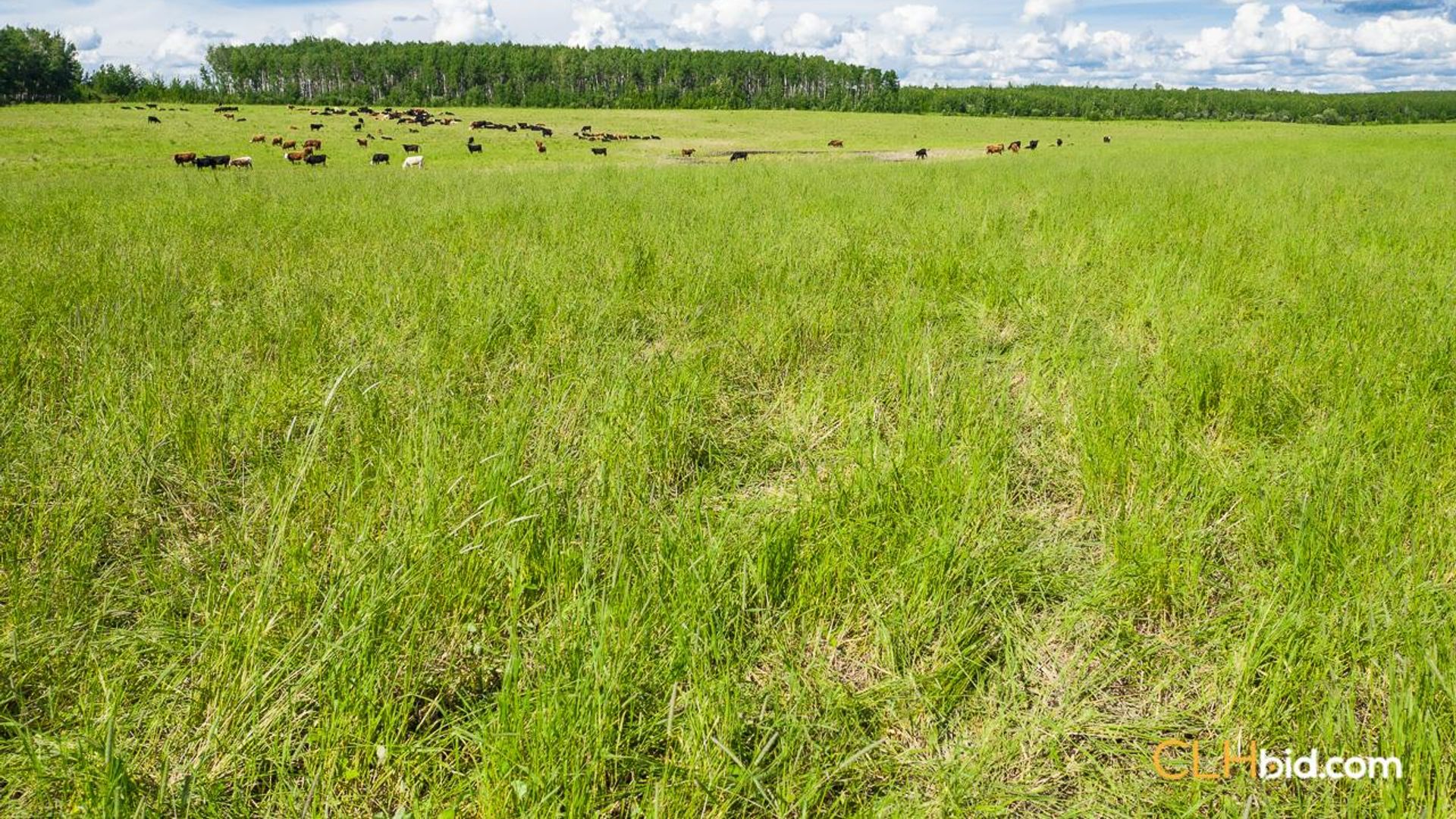 harmonvalleybig8ranch-1-16