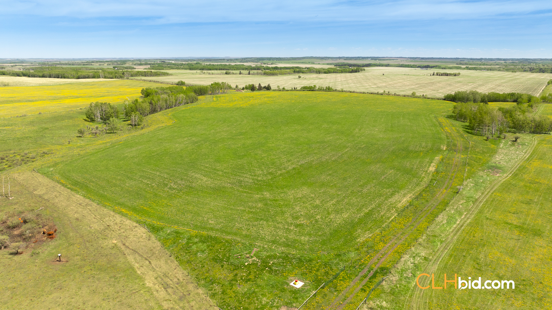 Web-CochraneDynastyJune-5