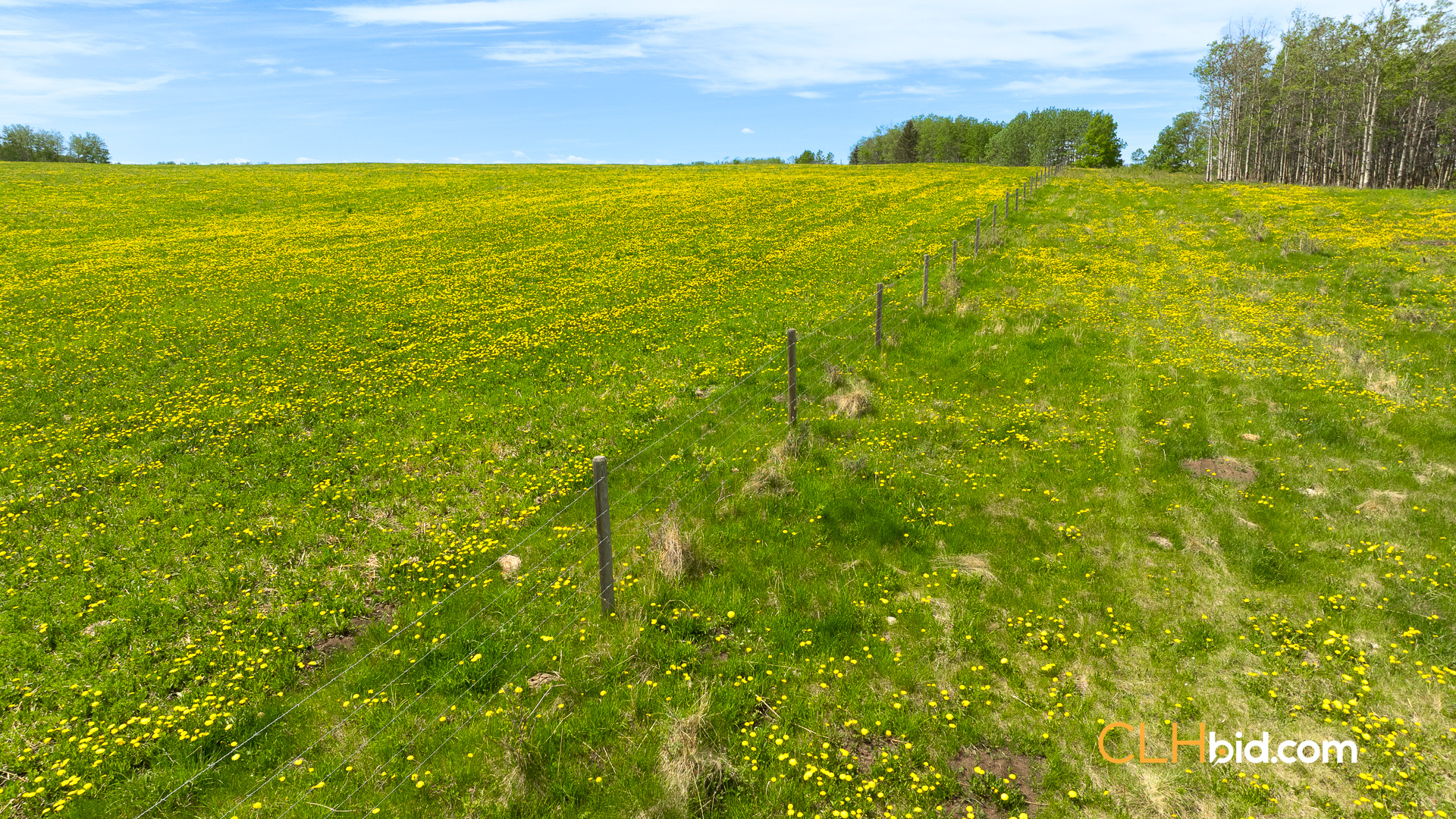 Web-CochraneDynastyJune-7