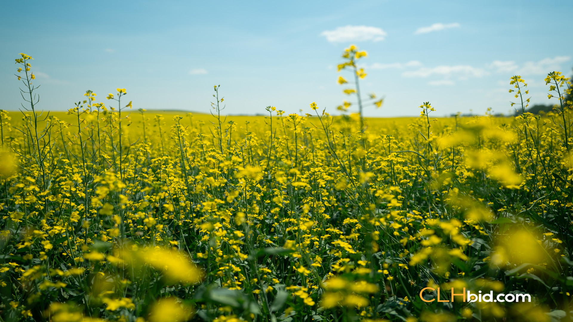 Web-InnisfreeWideOpen-1