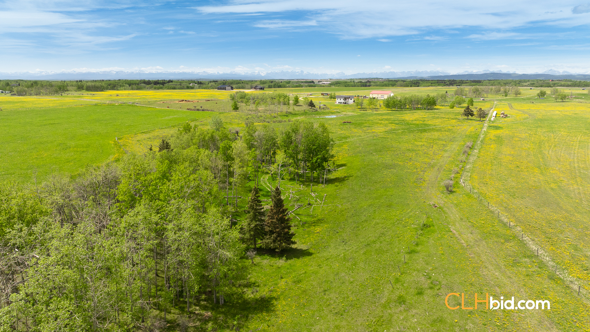 Web-CochraneDynastyJune-4