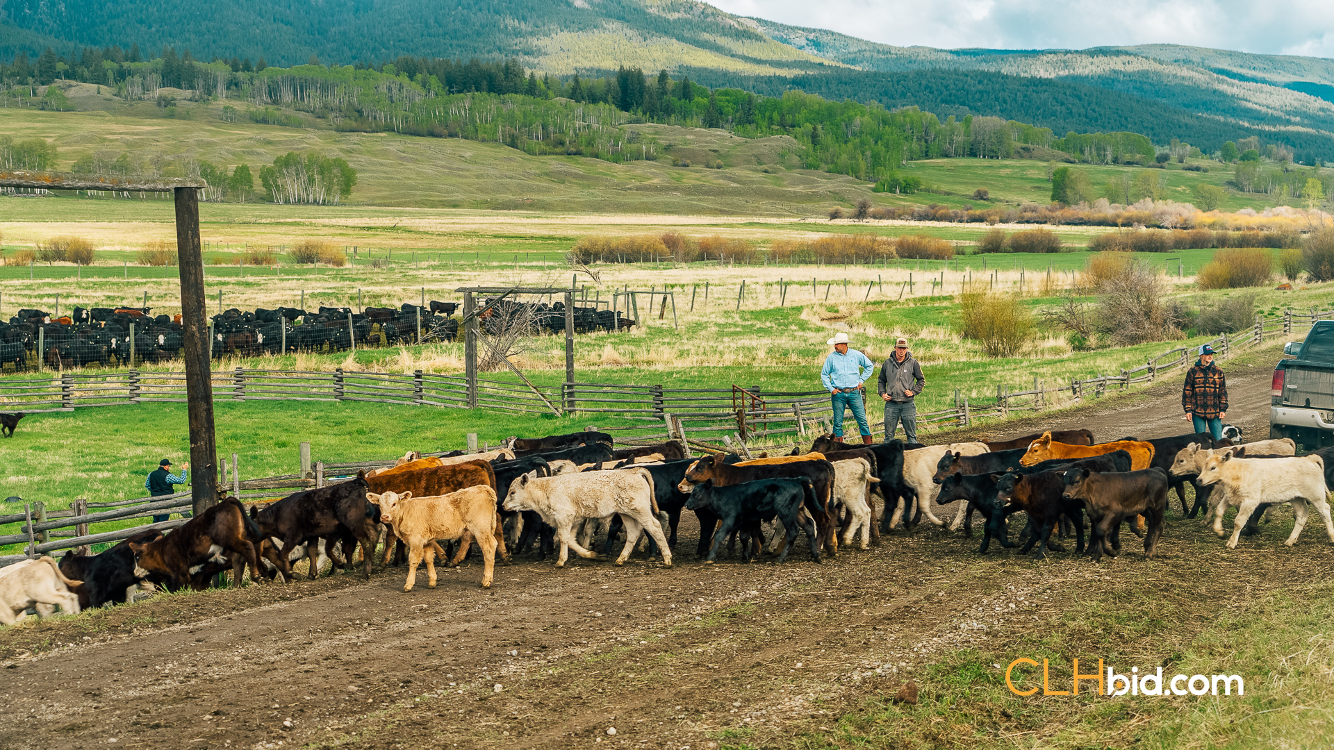 Web Hat Creek Cattle-7