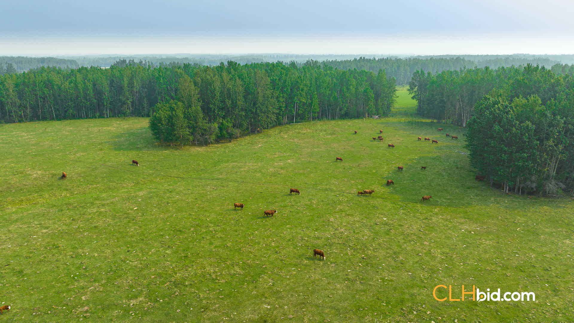 View from above of Bovine Builder