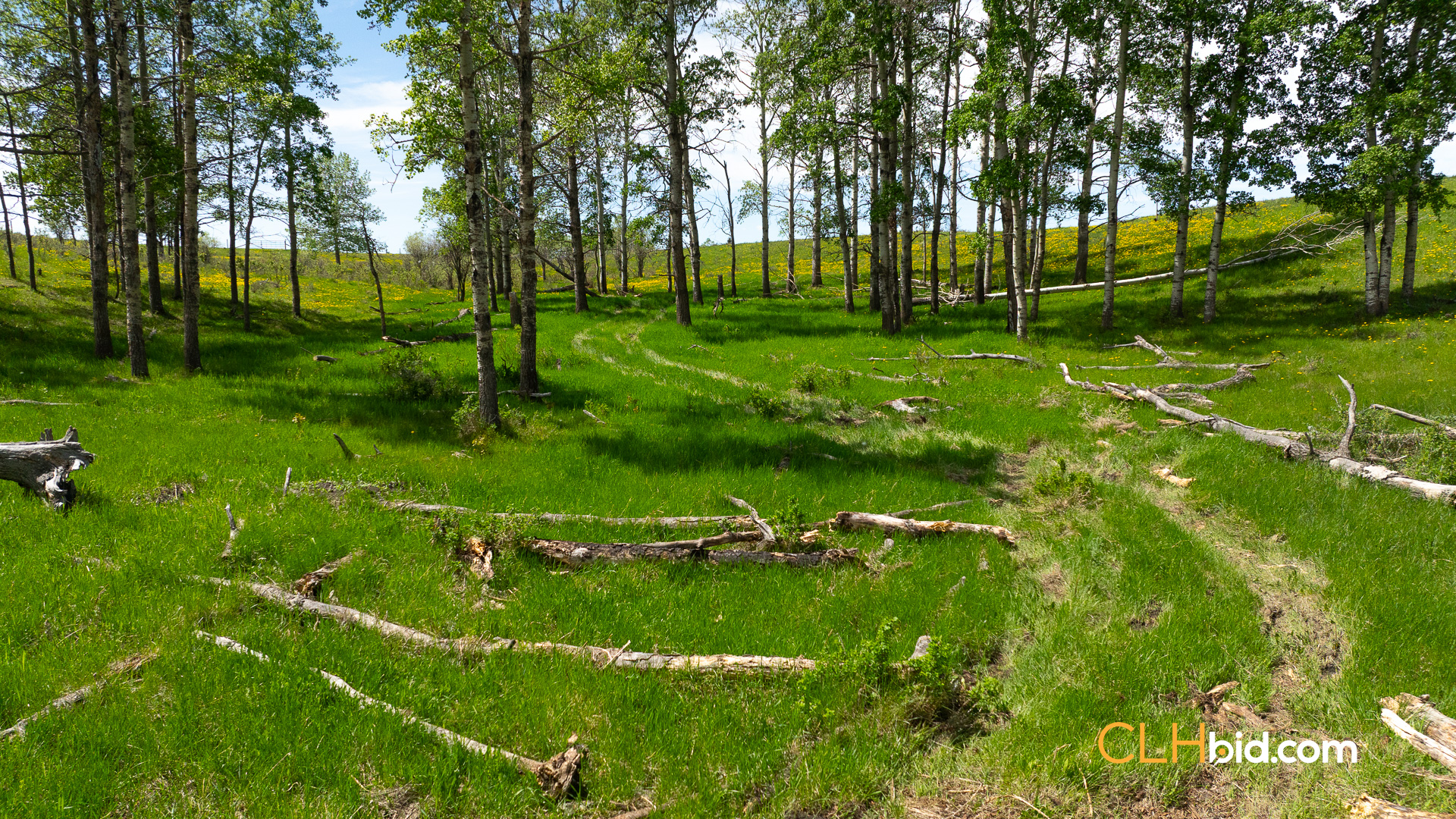 Web-CochraneDynastyJune-11