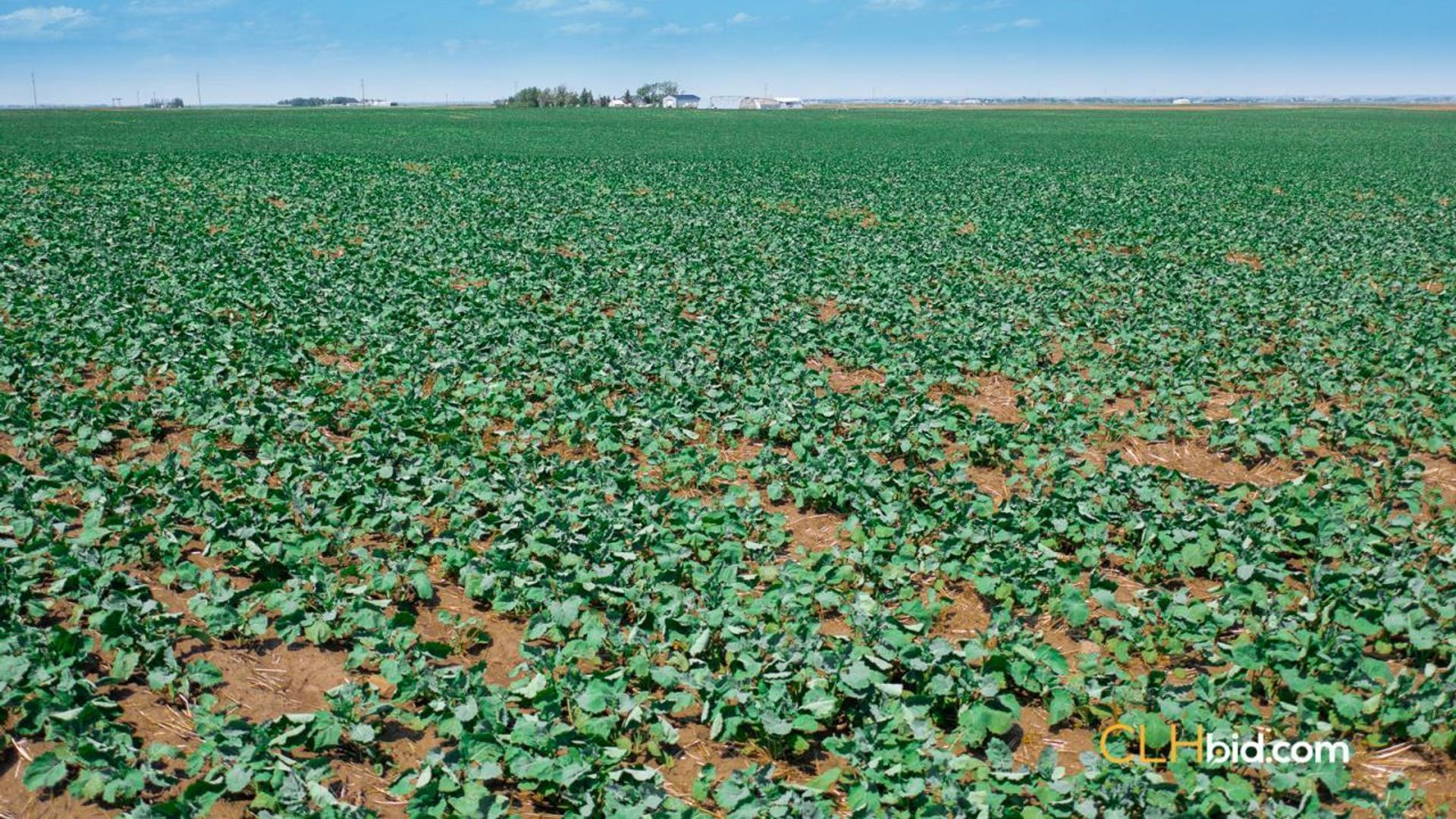 lethbridgehighroller-1-8