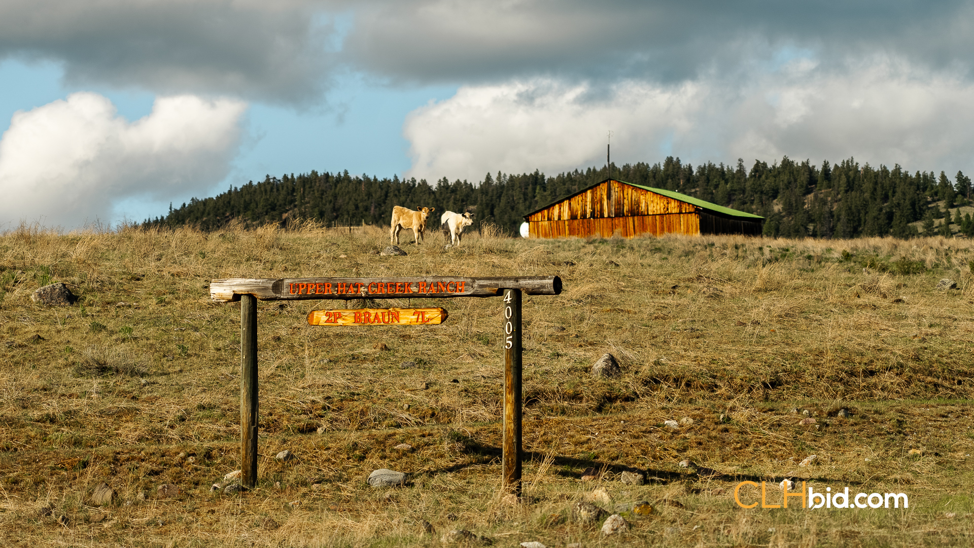 Web Hat Creek Cattle-4