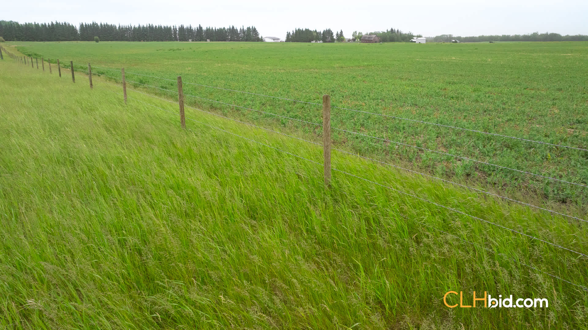 Web-Calmar-19