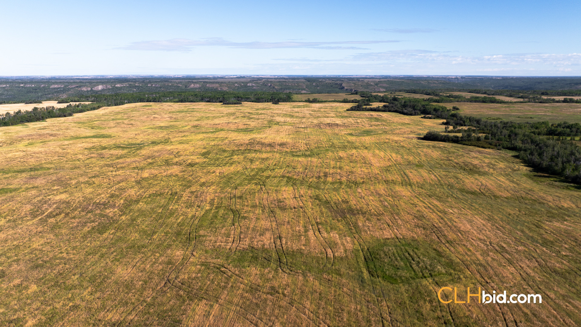 Web Veteran Legacy-4