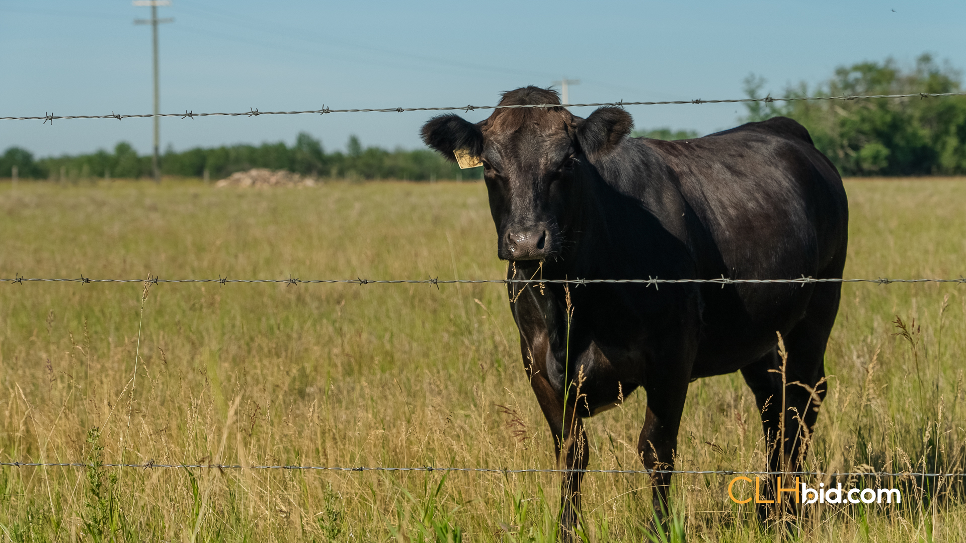 Web Rustlers Roost-26