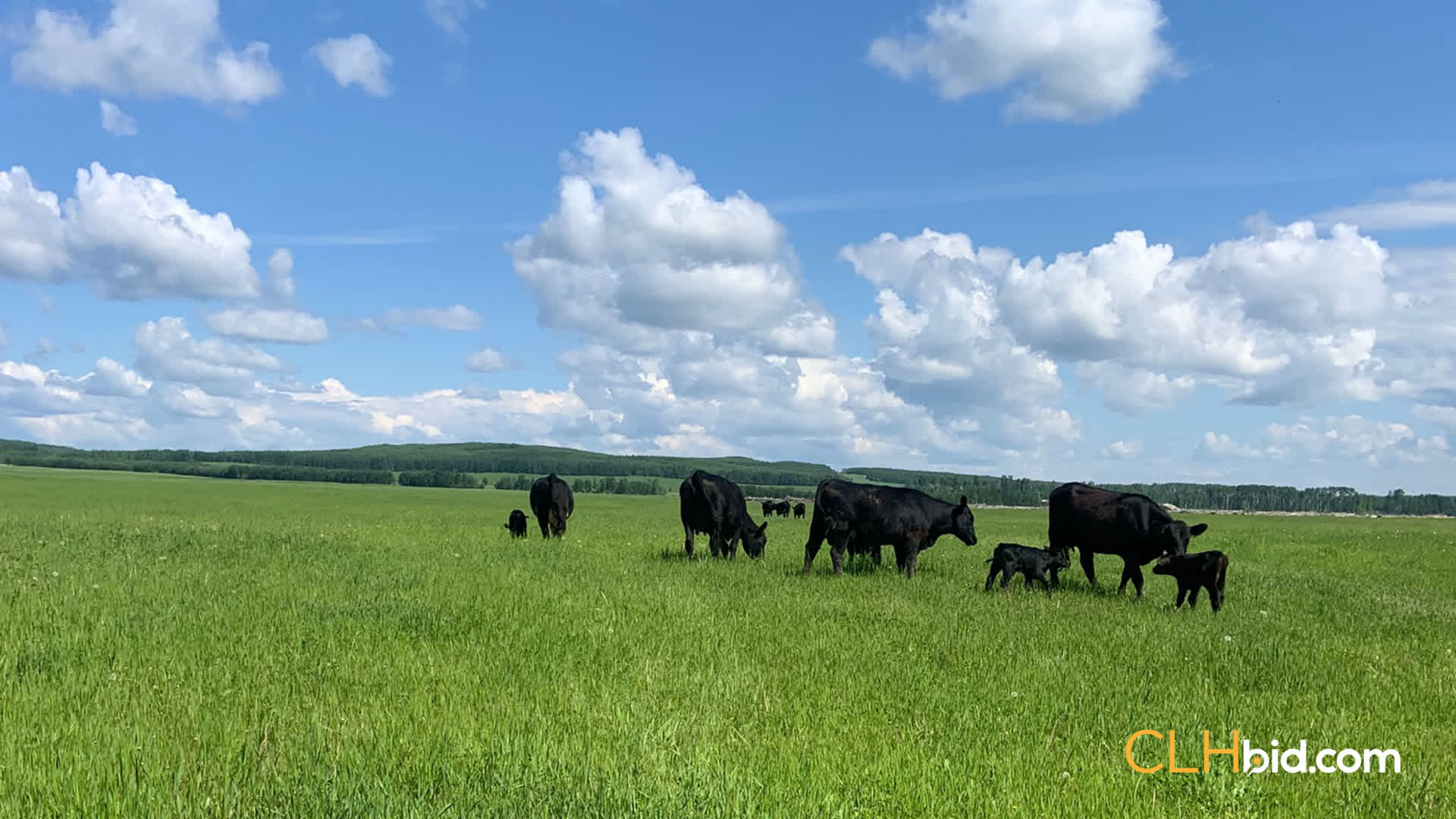 High-Barr-Cows