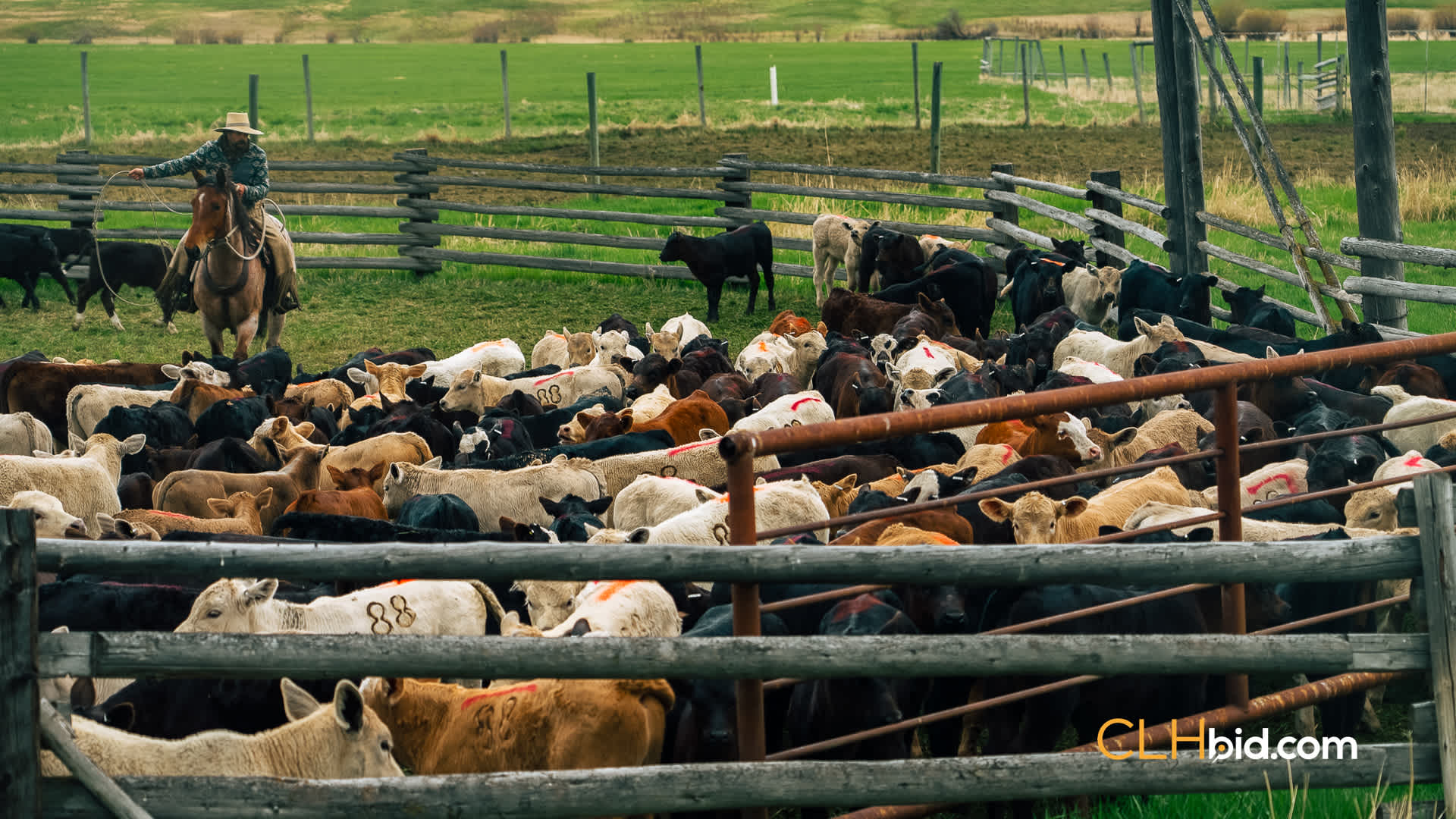 Web Hat Creek Cattle-10