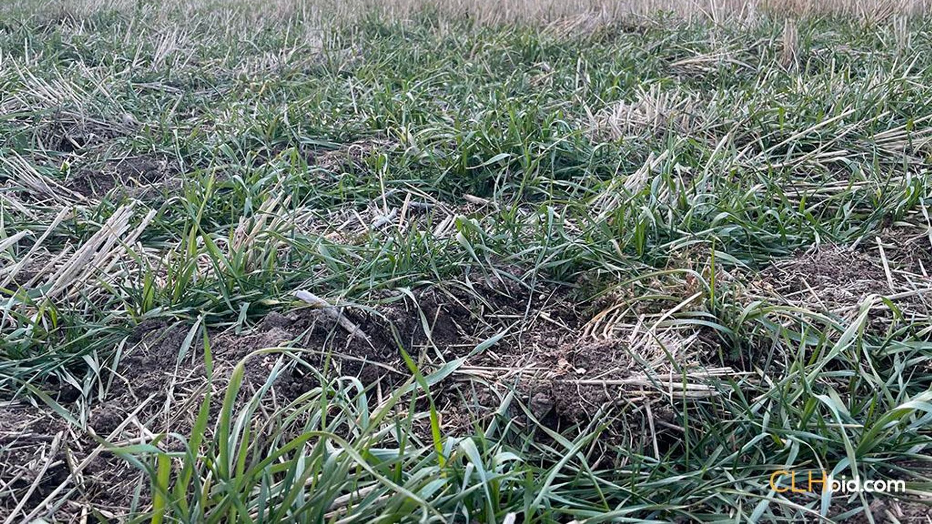 landyoursturgeon-1-8