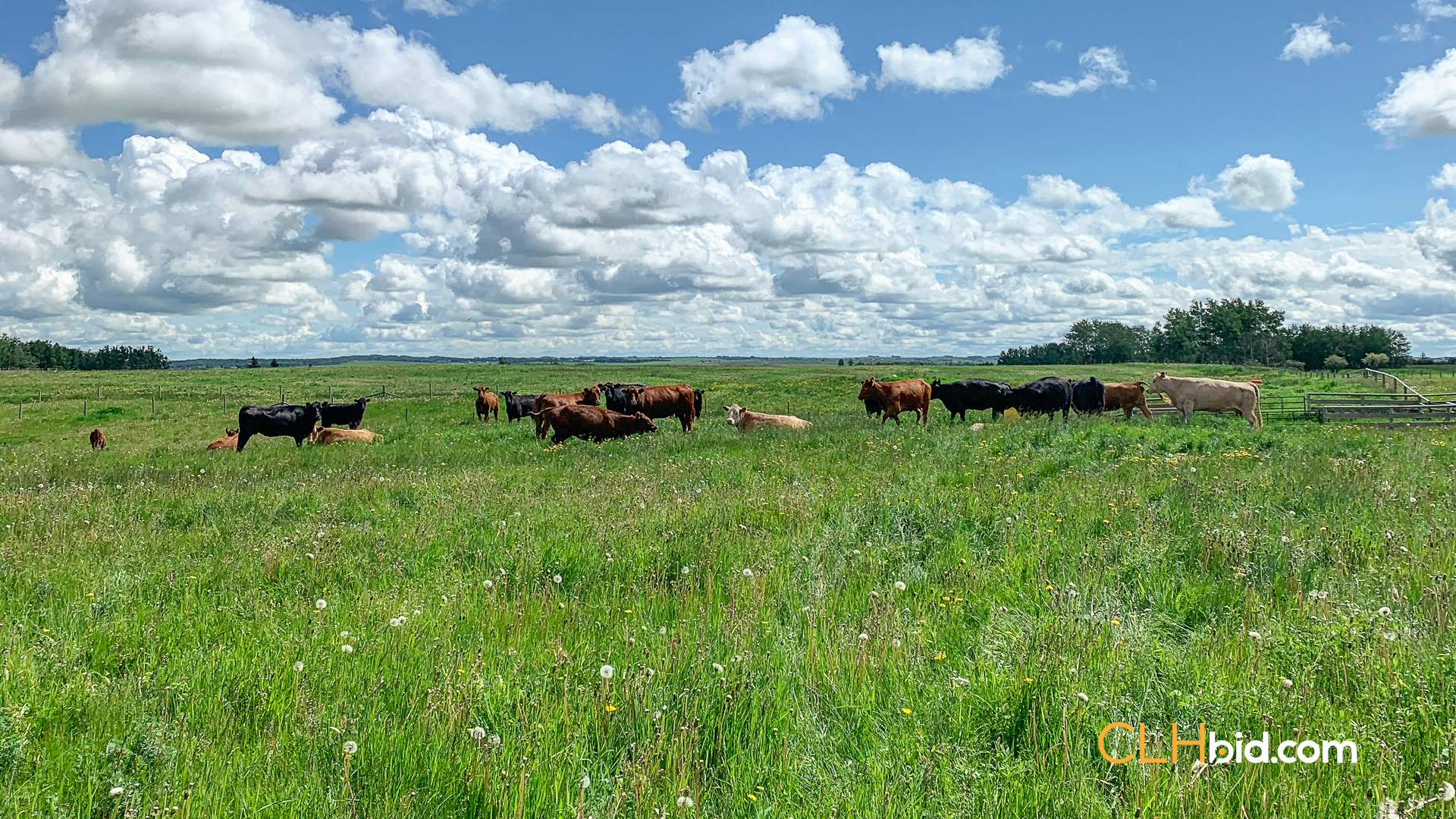 Web-CochraneDynastySummer-1