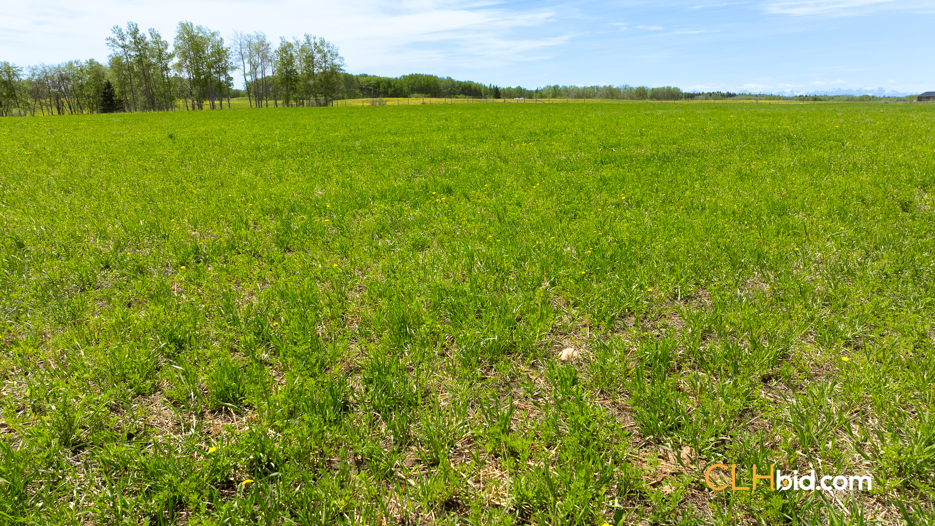 Web-CochraneDynastyJune-9