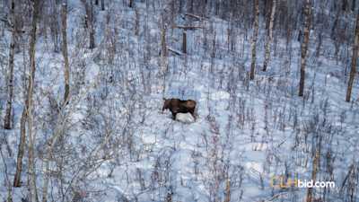 Northern Lights Legacy