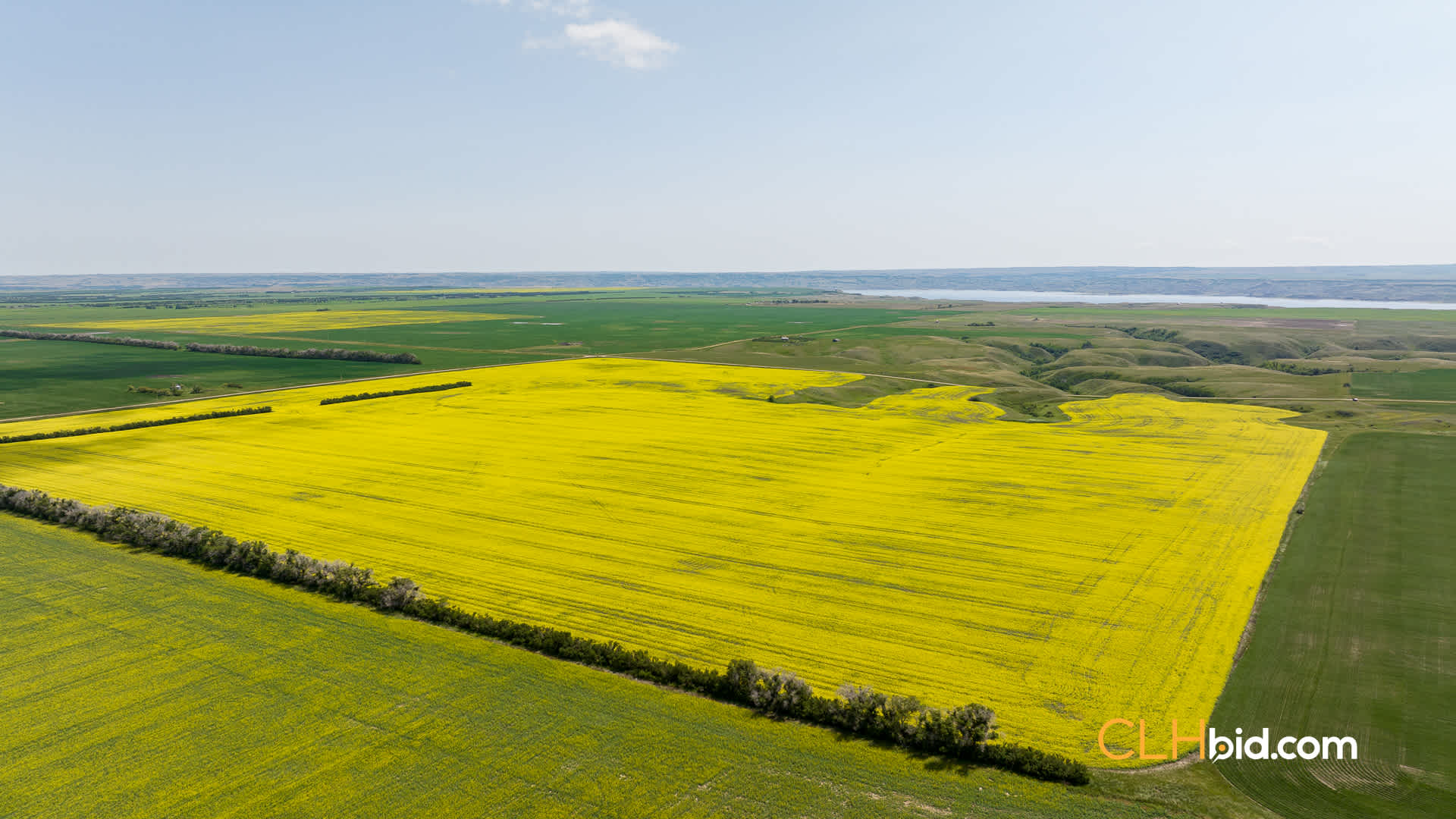 Web-Beechy-Luck-48
