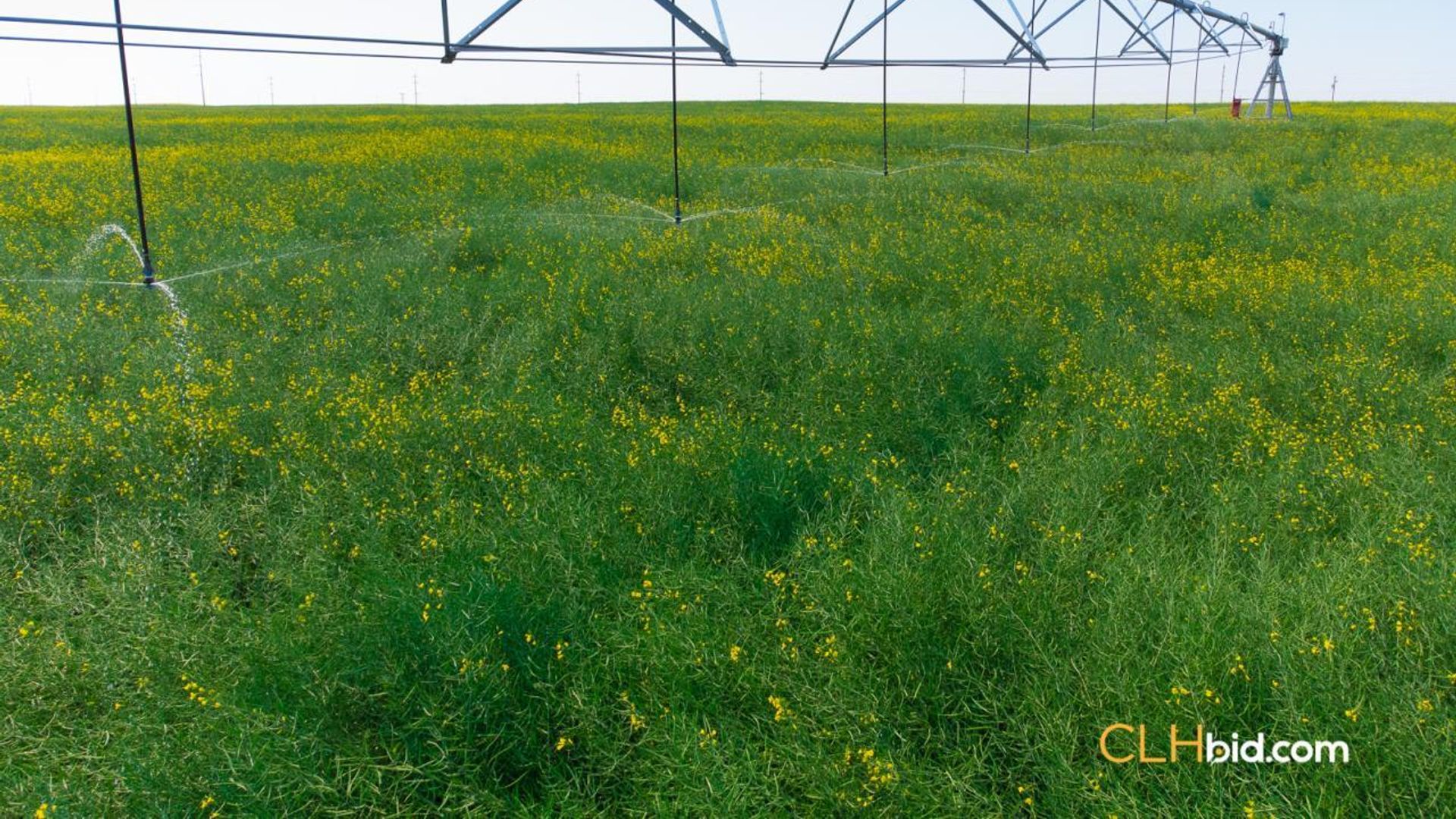 lethbridgehighroller-1-2