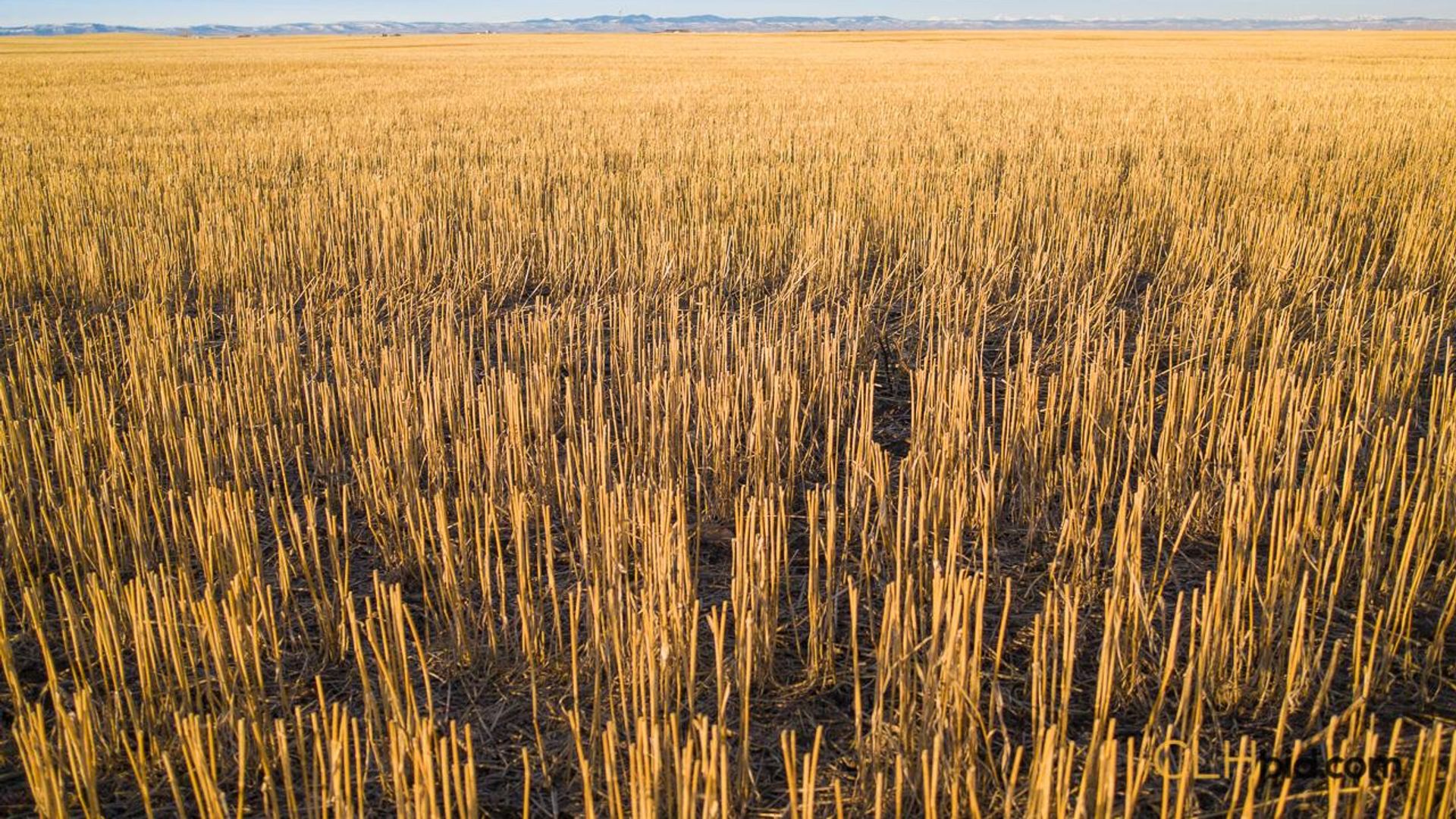 produceronpavement519-1-8