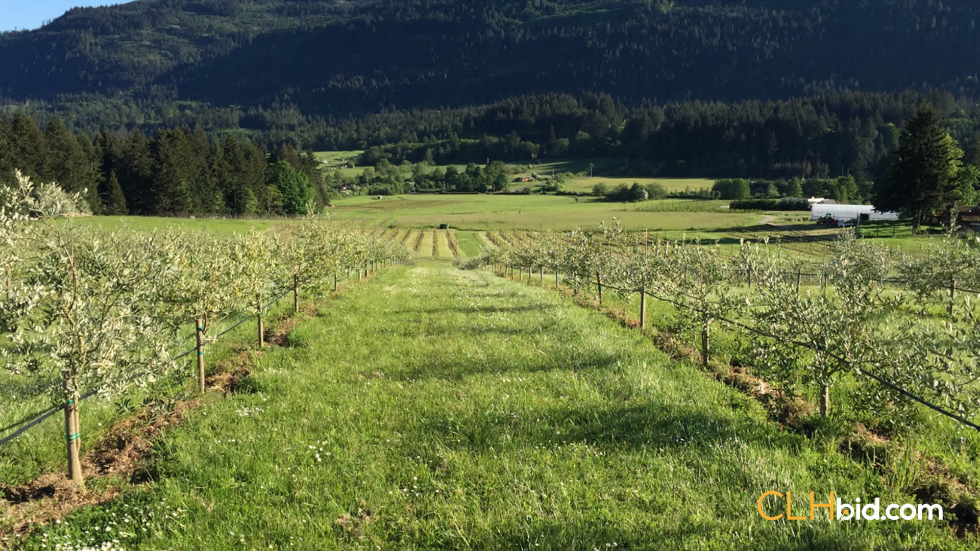 View from above of The Olive Farm
