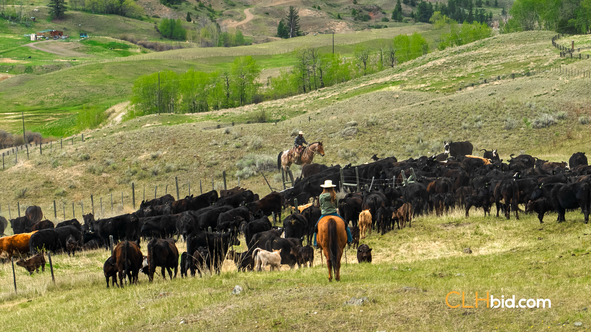 Web Hat Creek Cattle-2