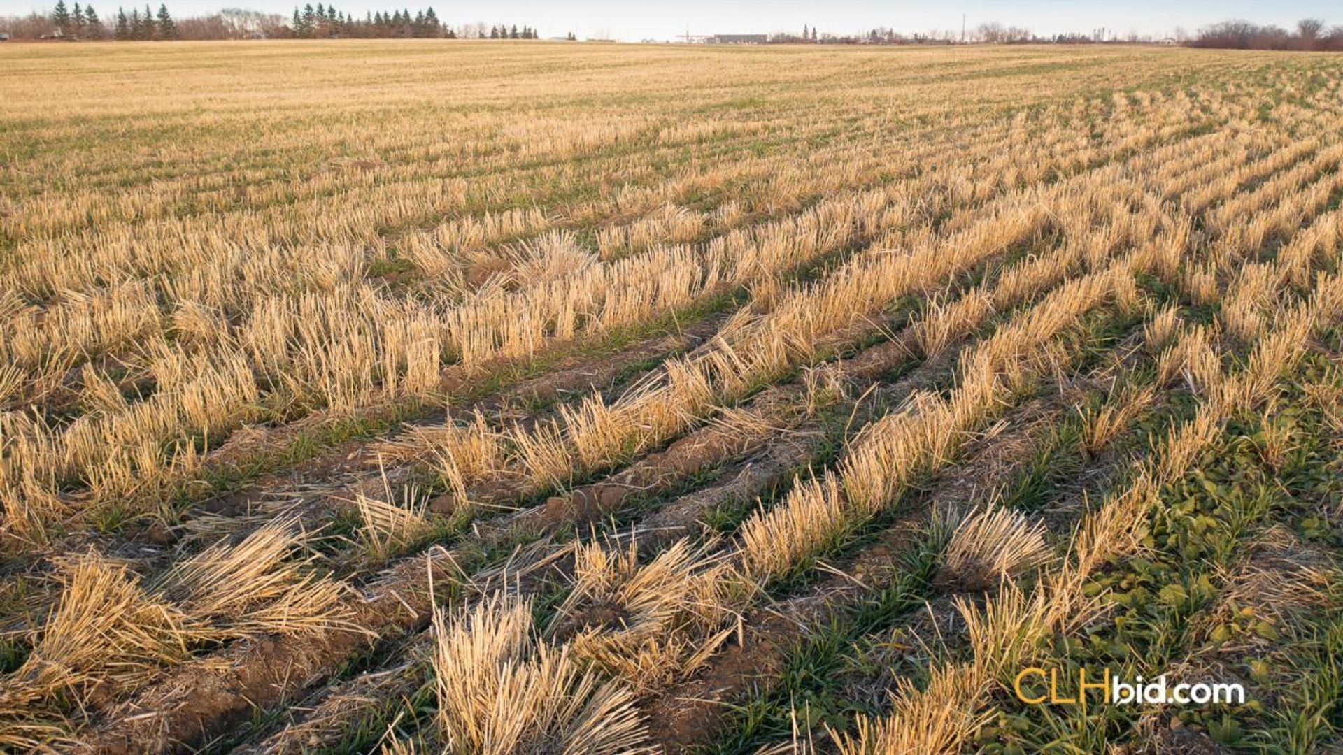 landyoursturgeon-1-5