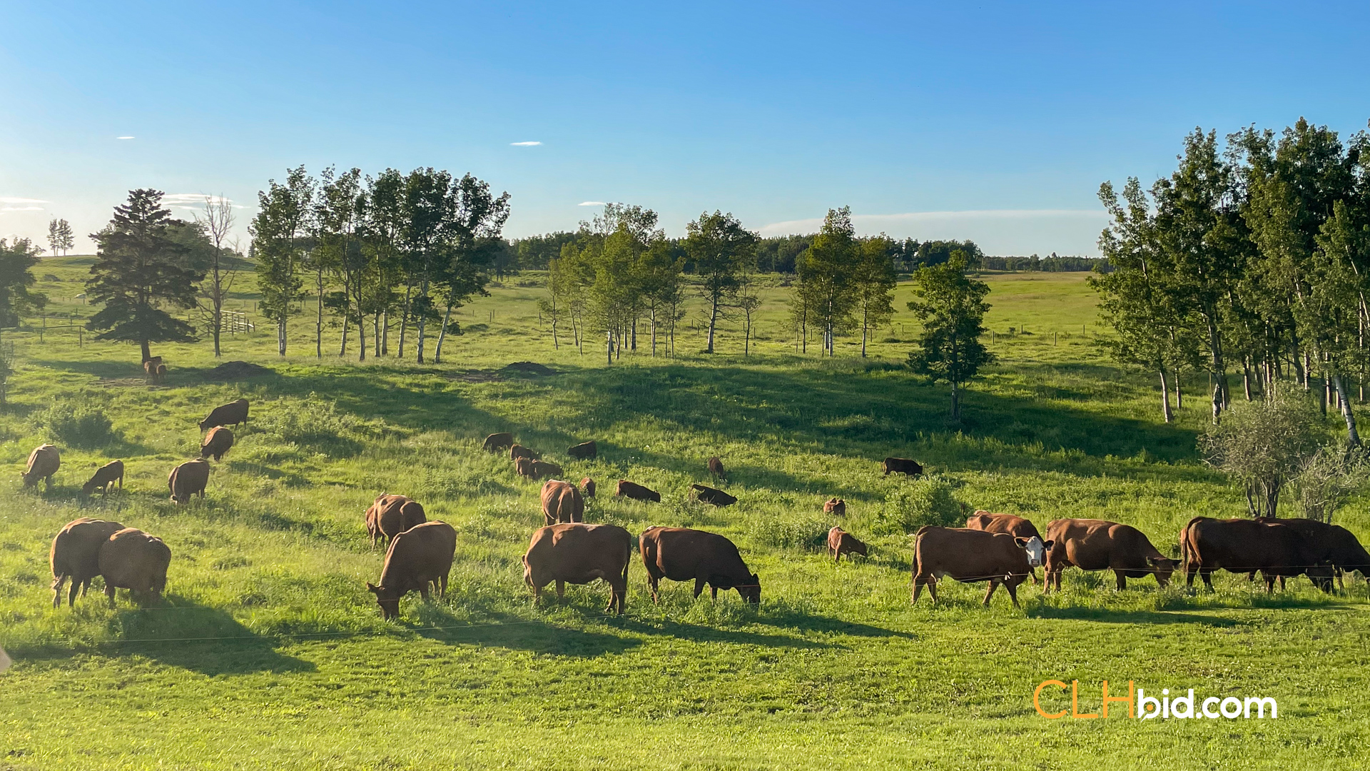 Web-CochraneDynastySummer-5