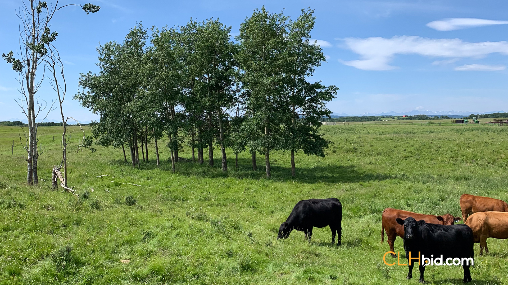 Web-CochraneDynastySummer-2