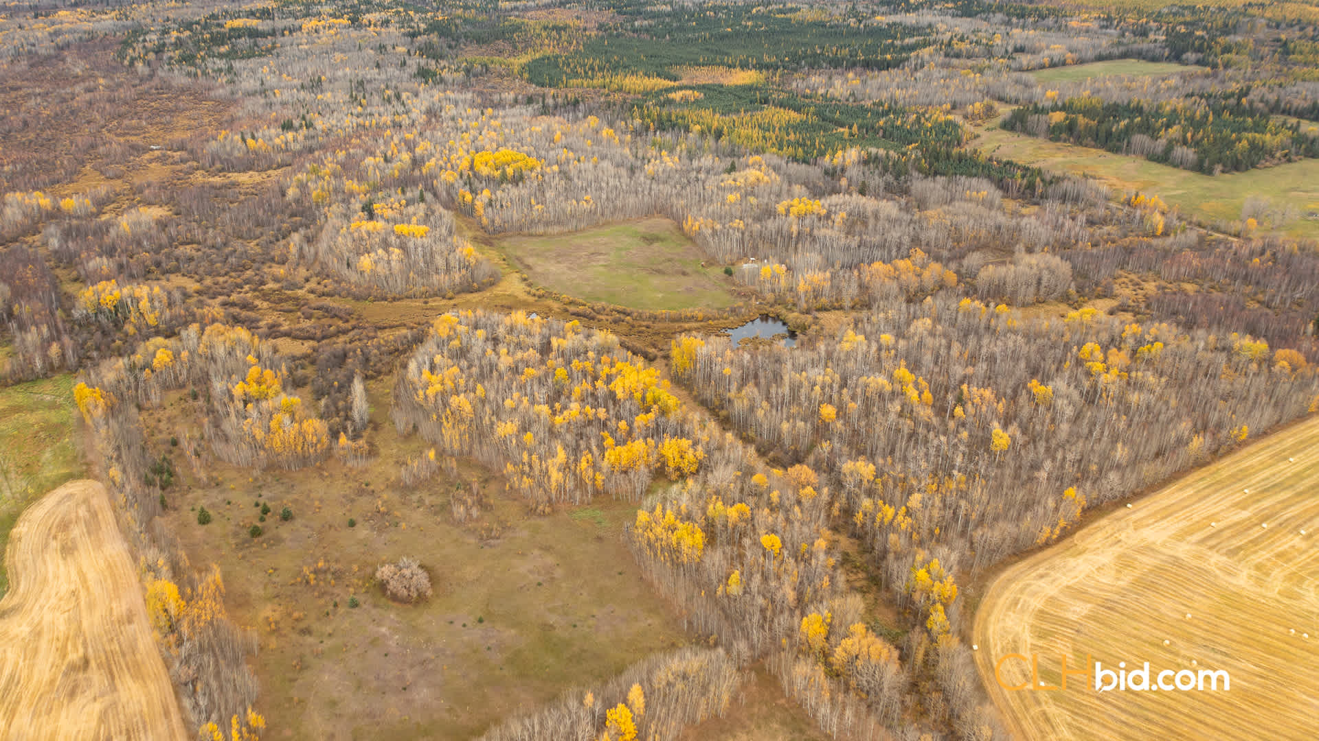 Web-Boreal-5