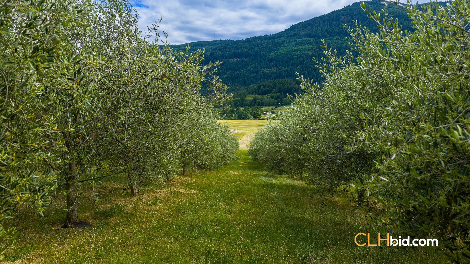 Web-OliveFarmLandNew-44
