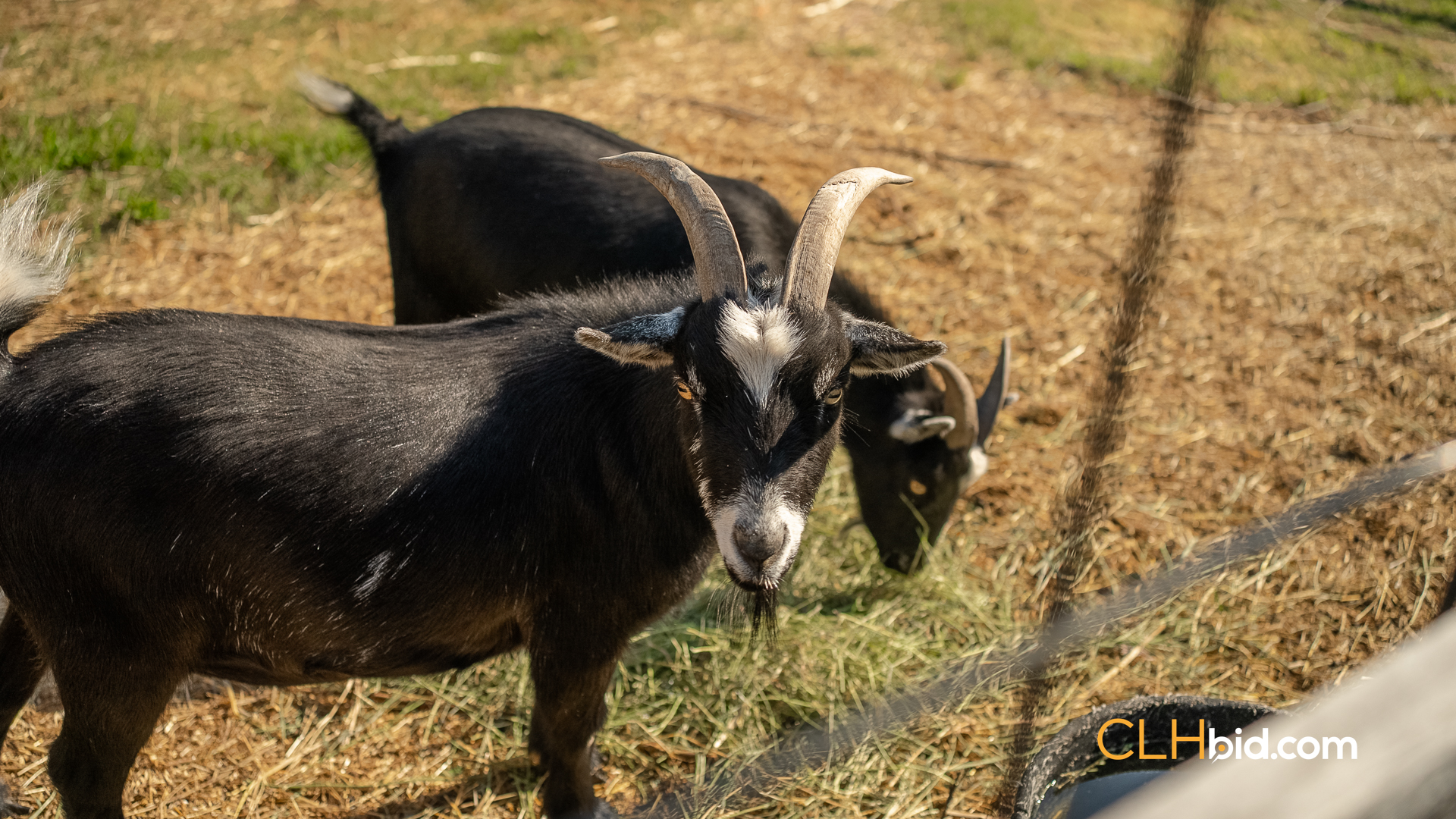 Web Rustlers Roost-23