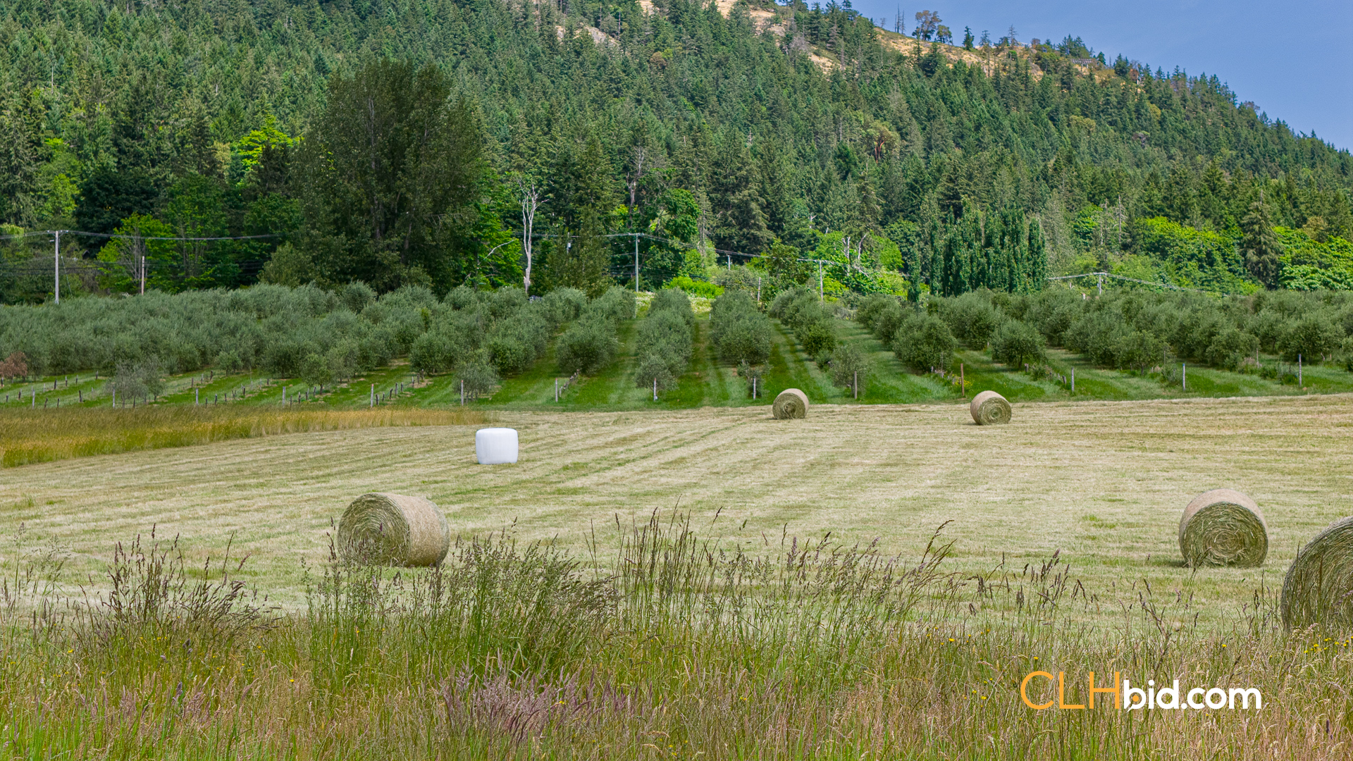 Web-OliveFarmLandNew-30
