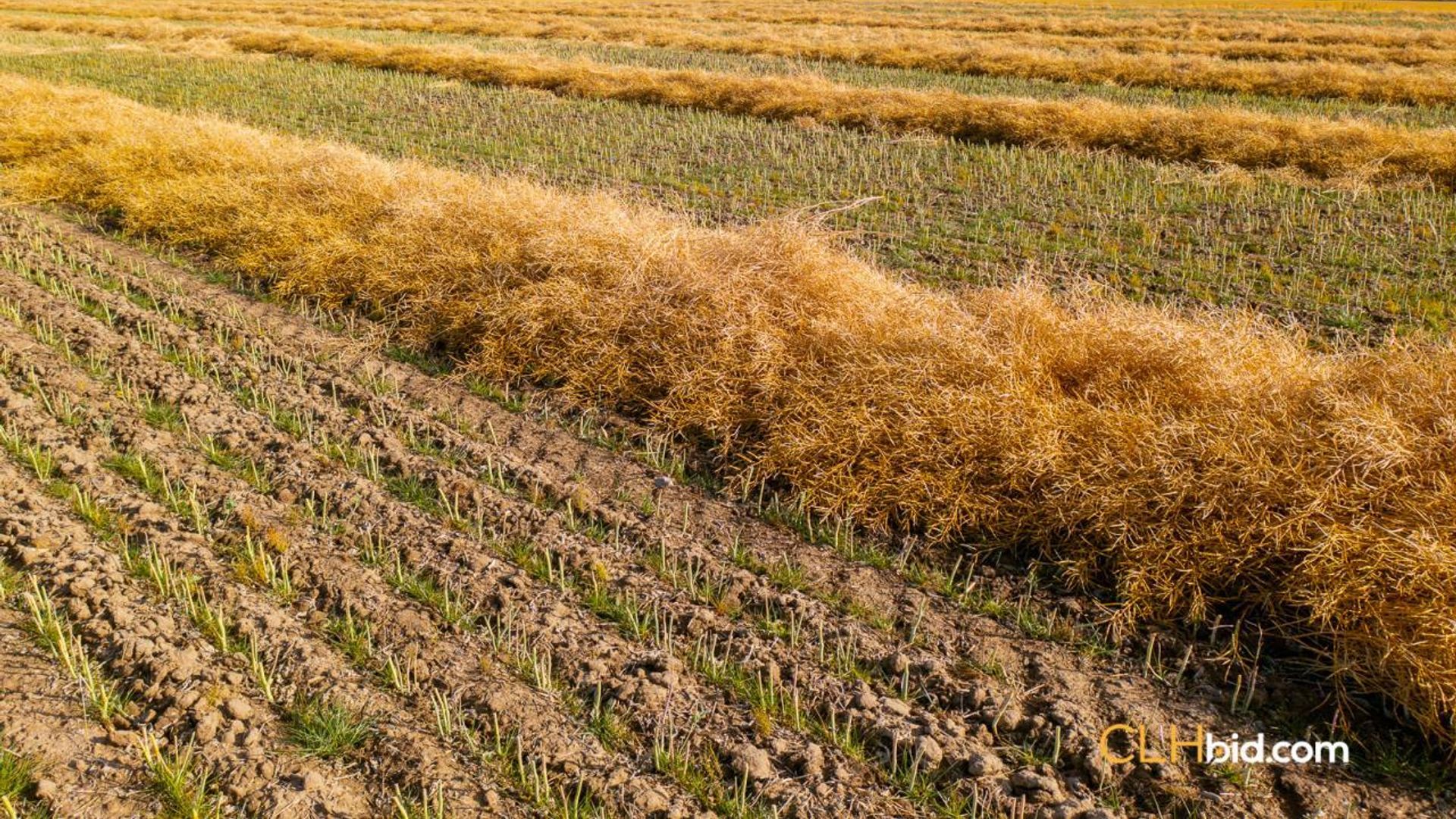 optionsalongthebend-1-7