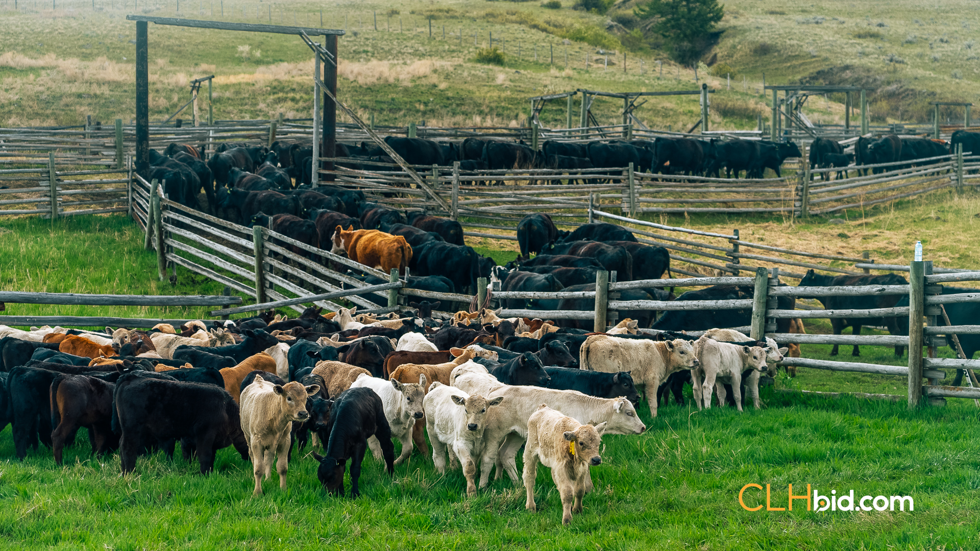 Web Hat Creek Cattle-8