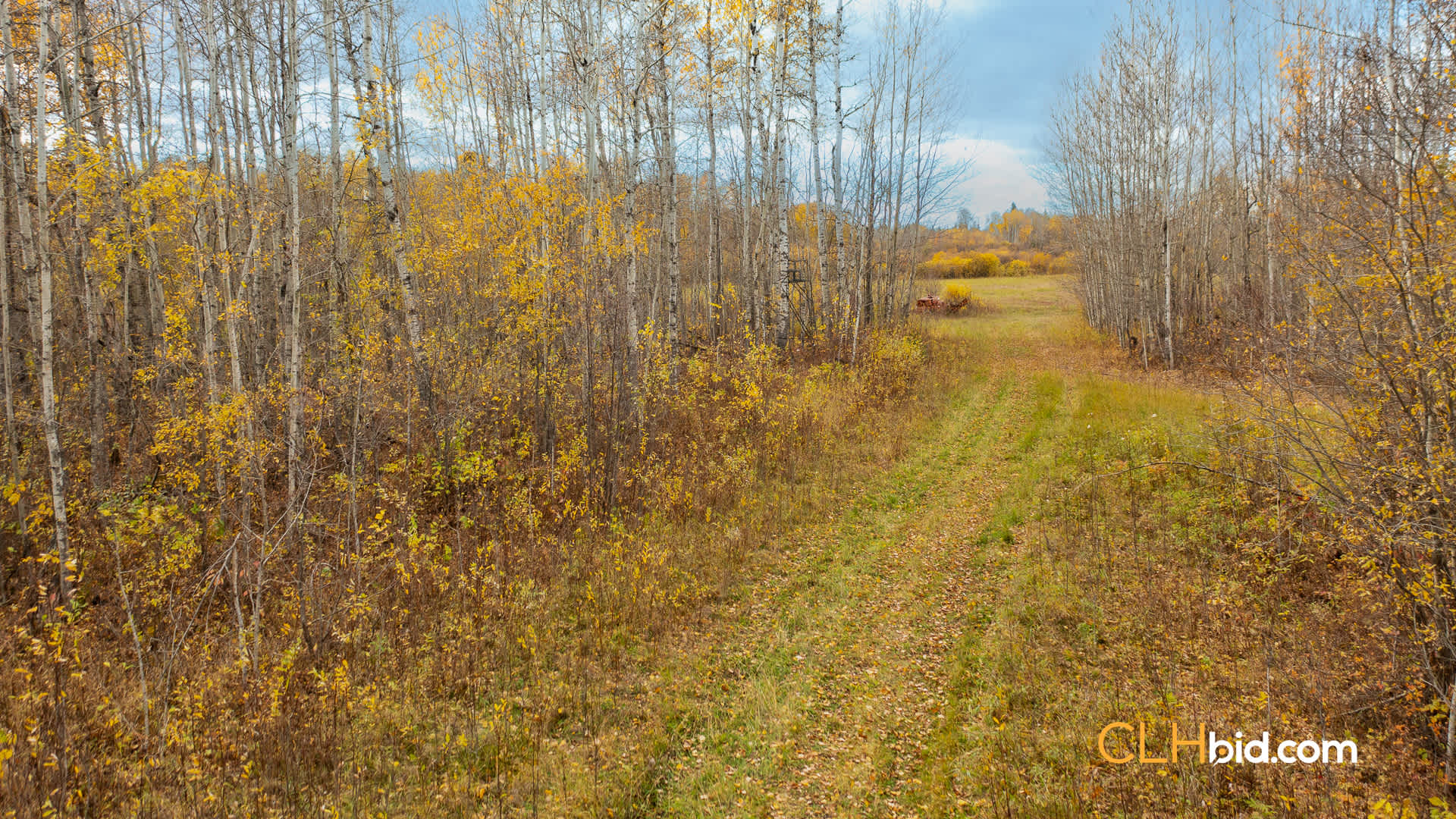 Web-Boreal-14