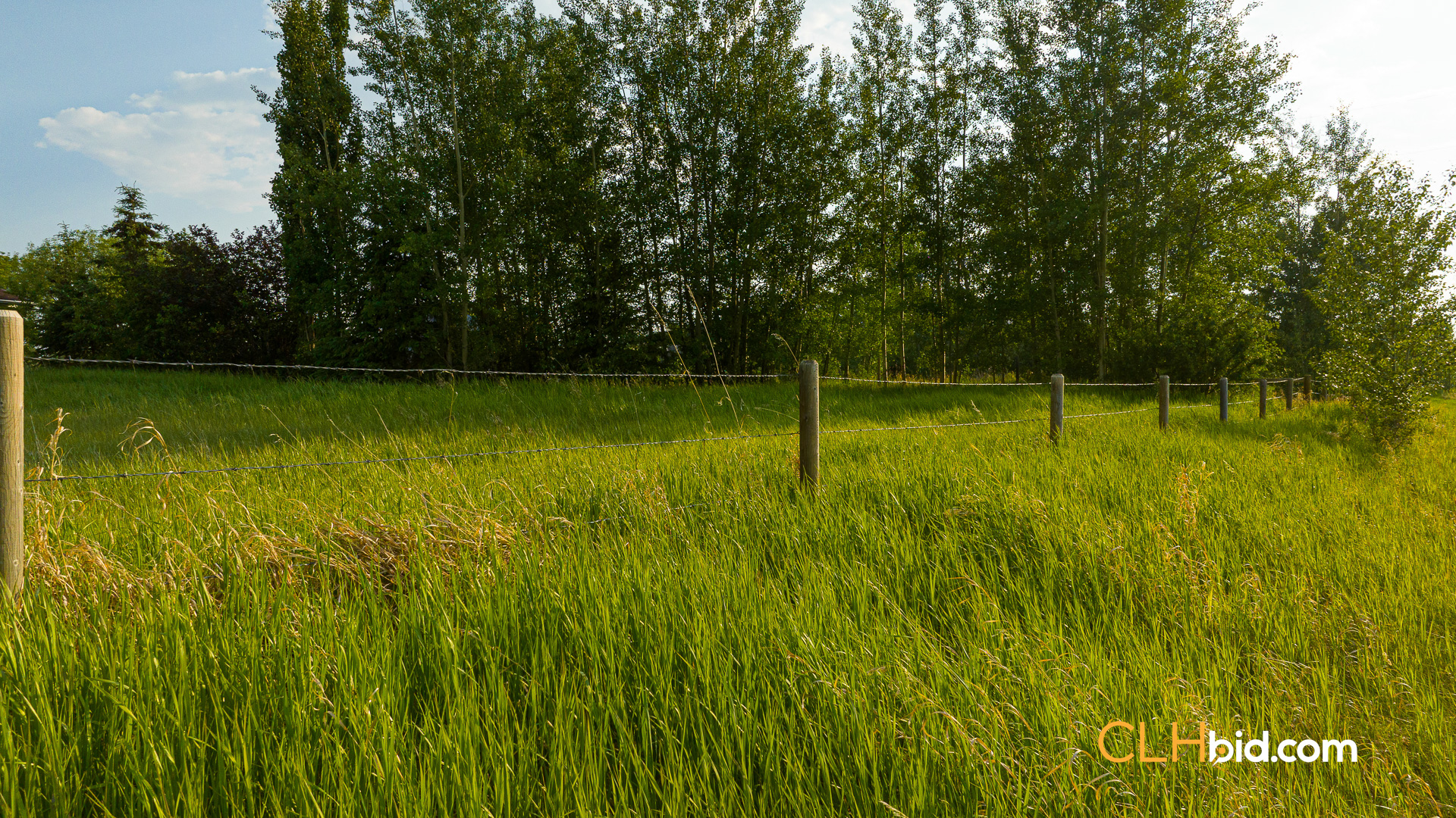 Web-WhitelawRoots-13