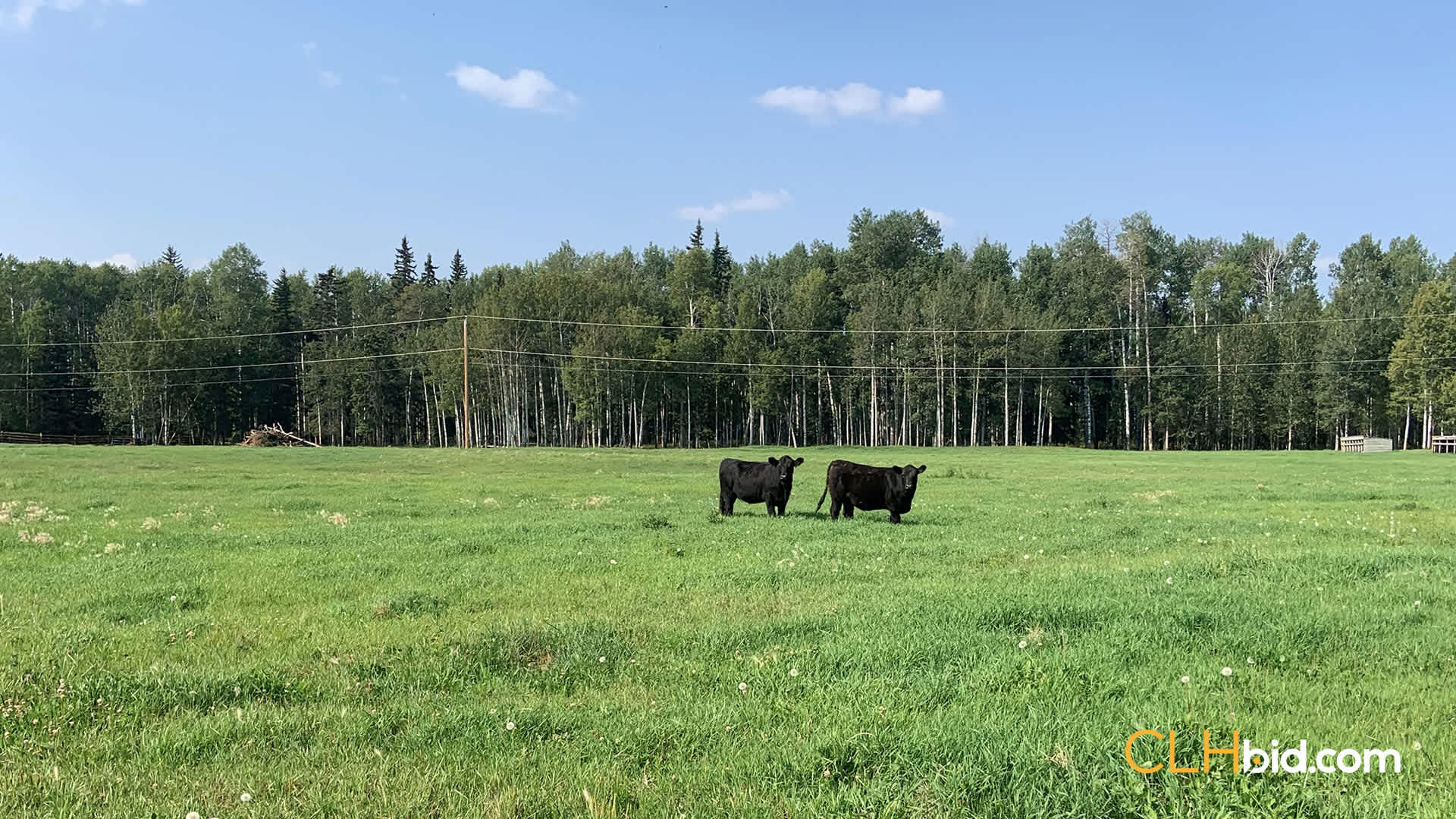 Cows-Final