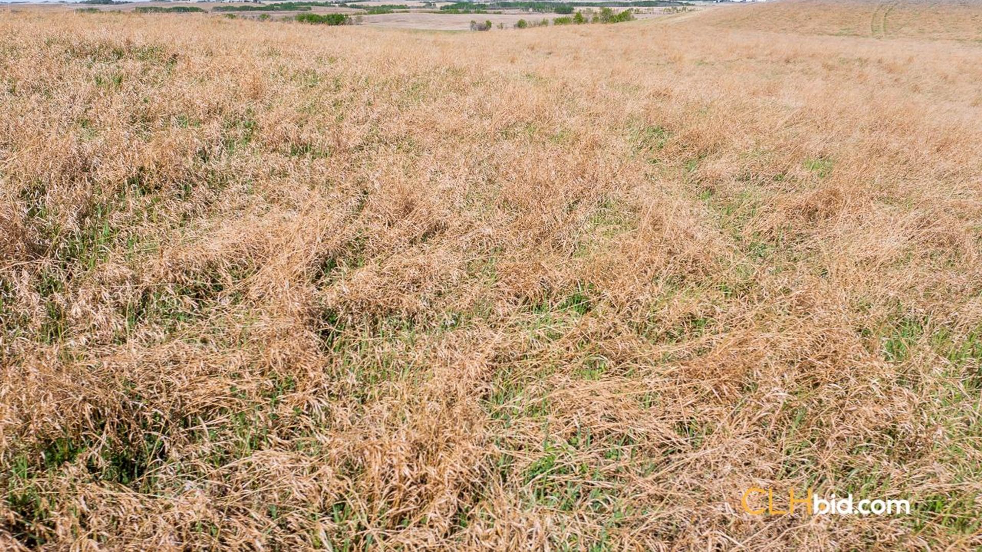 vermilionunbridled-1-6