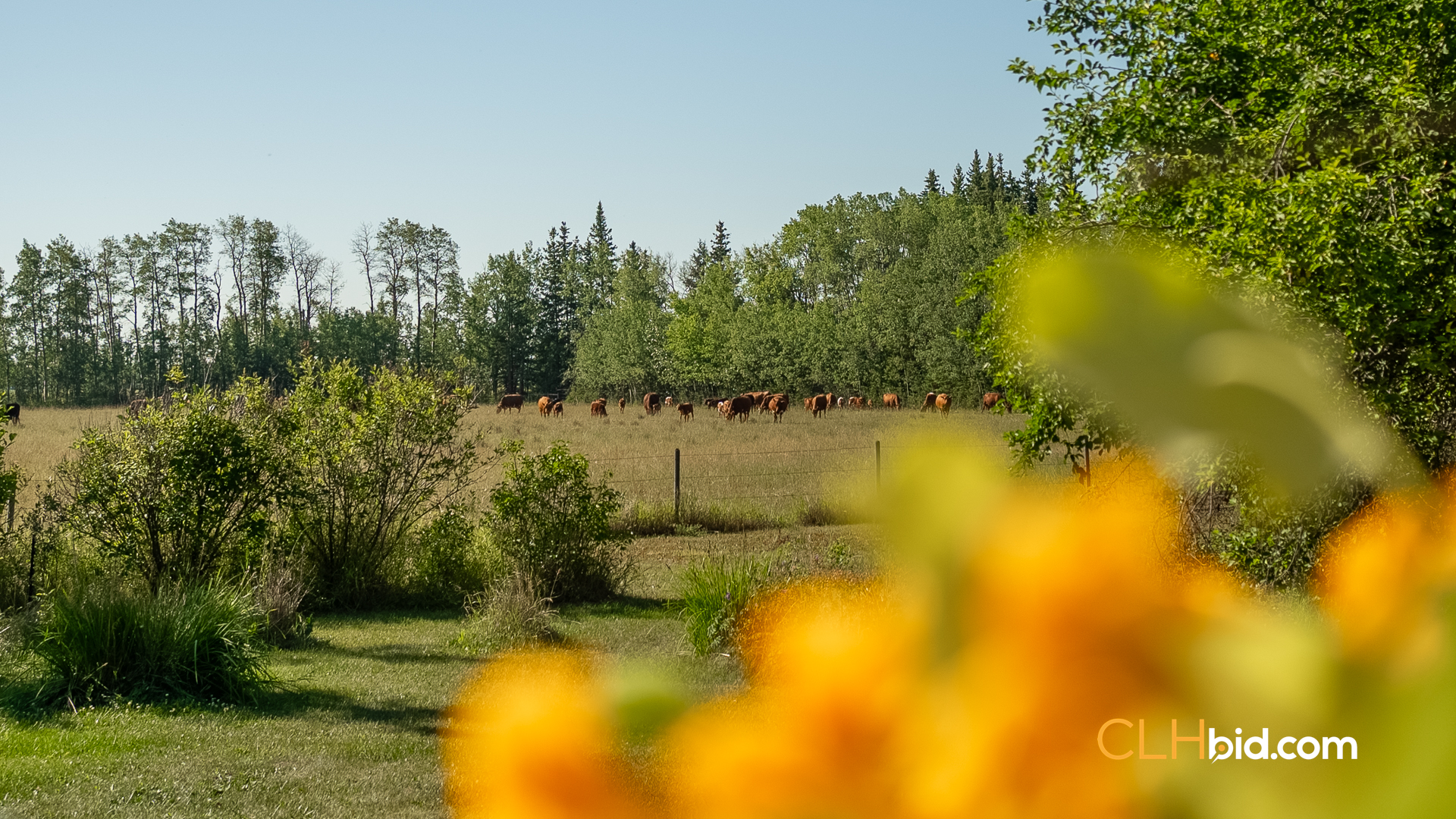 Web Rustlers Roost-31