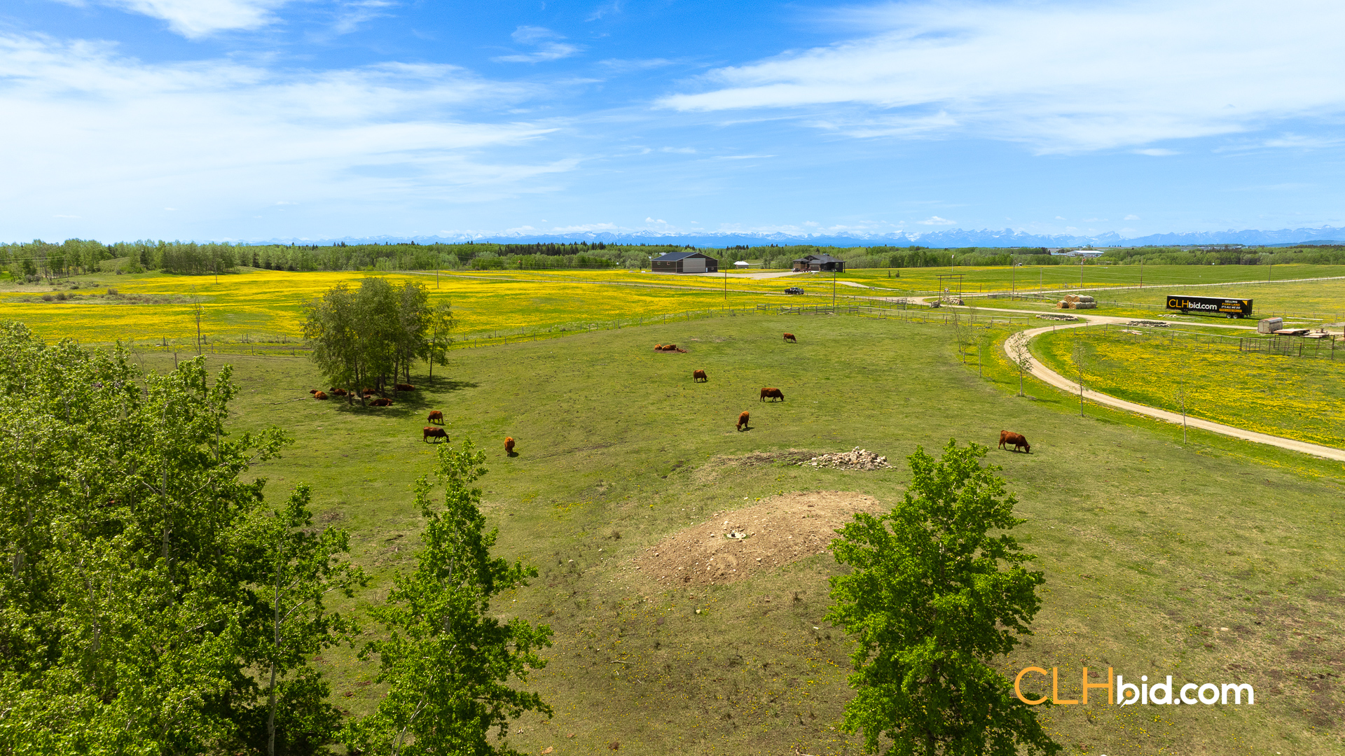 Web-CochraneDynastyJune-12