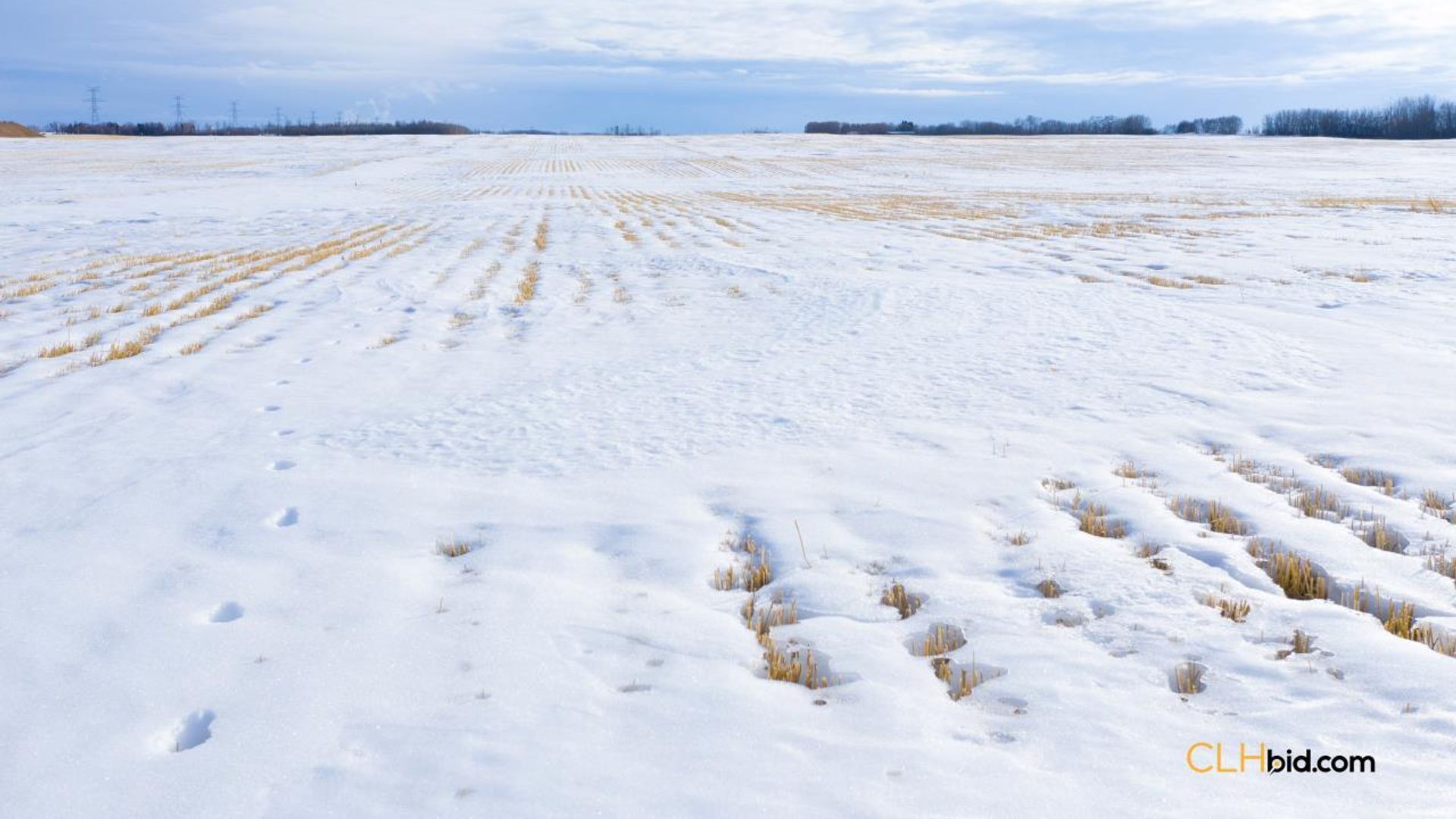 emeraldatgibbons-1-3