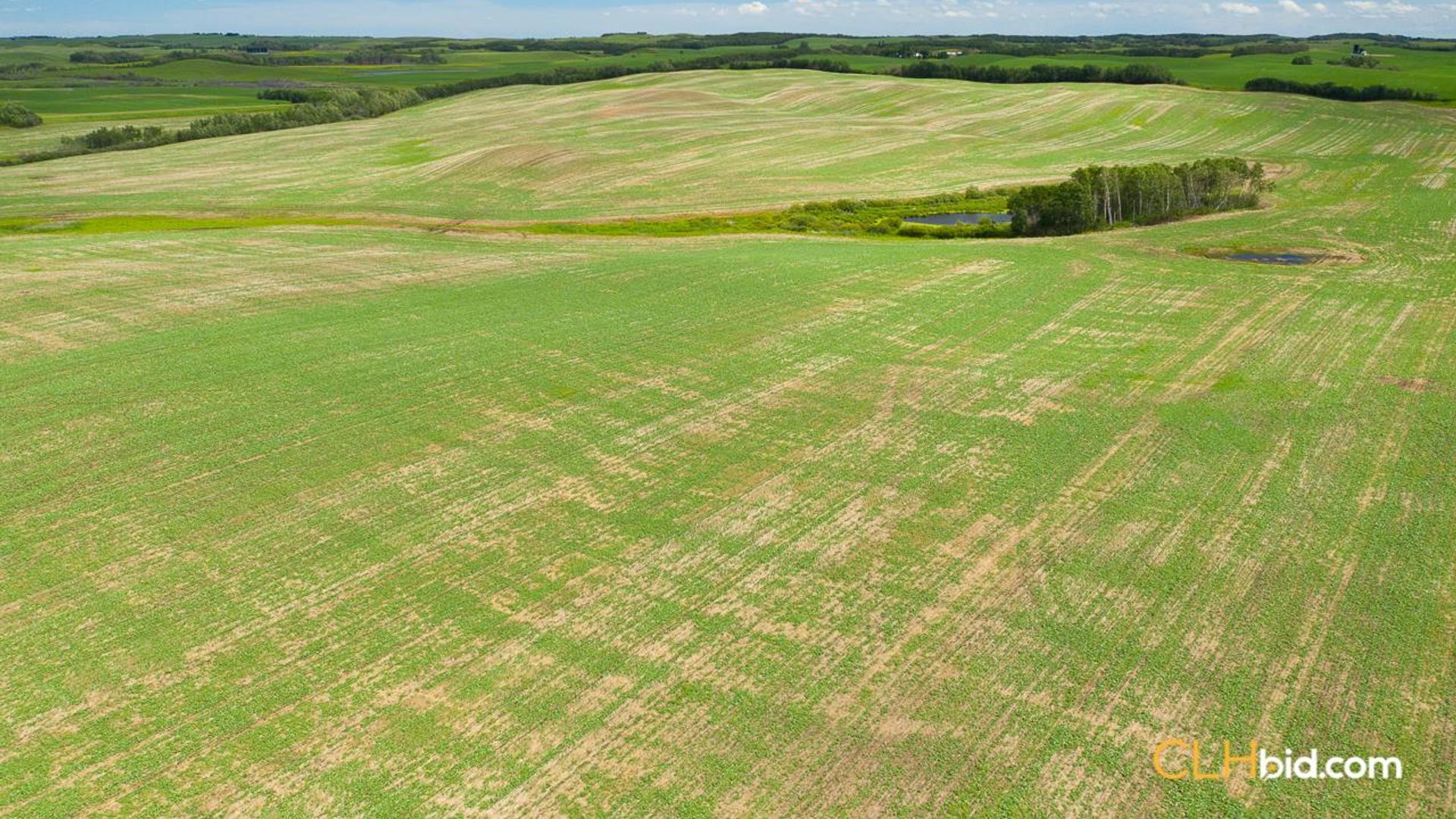 clandonaldcountrycousins-2-8