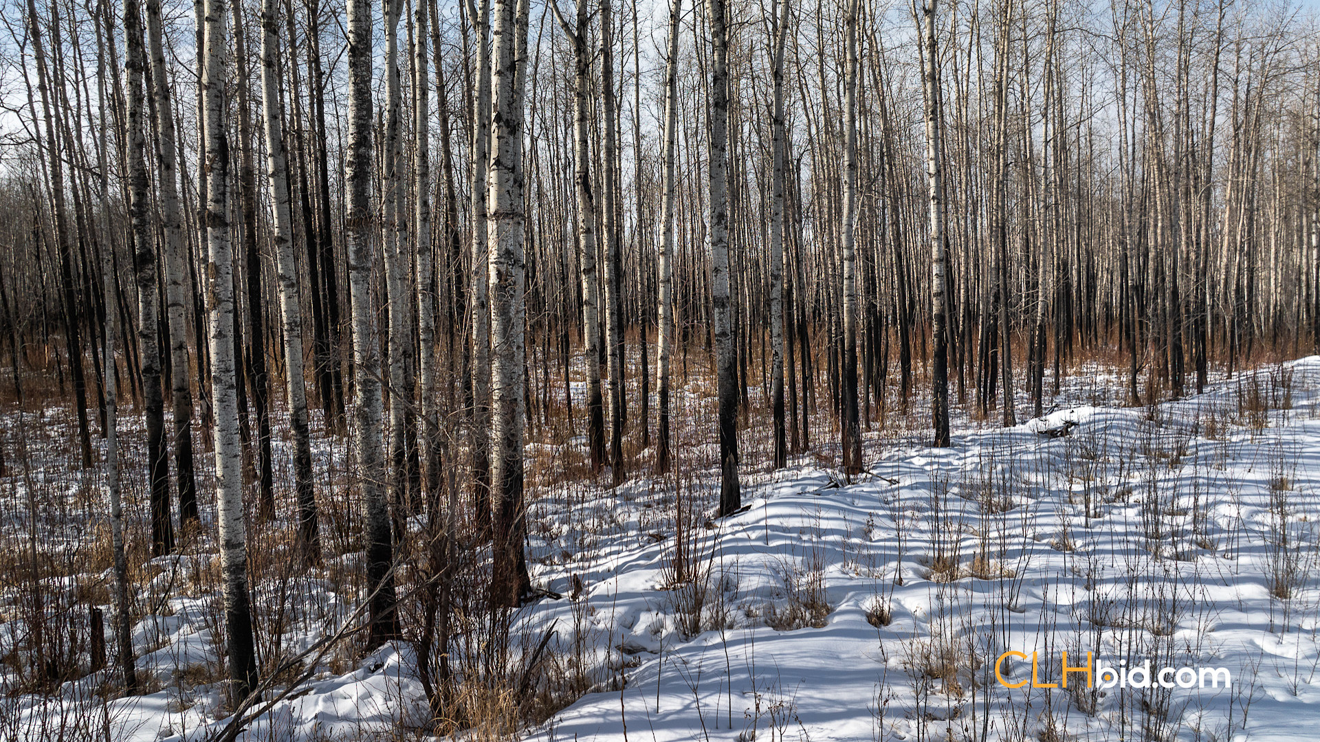 Web Sunrise Igniter-7