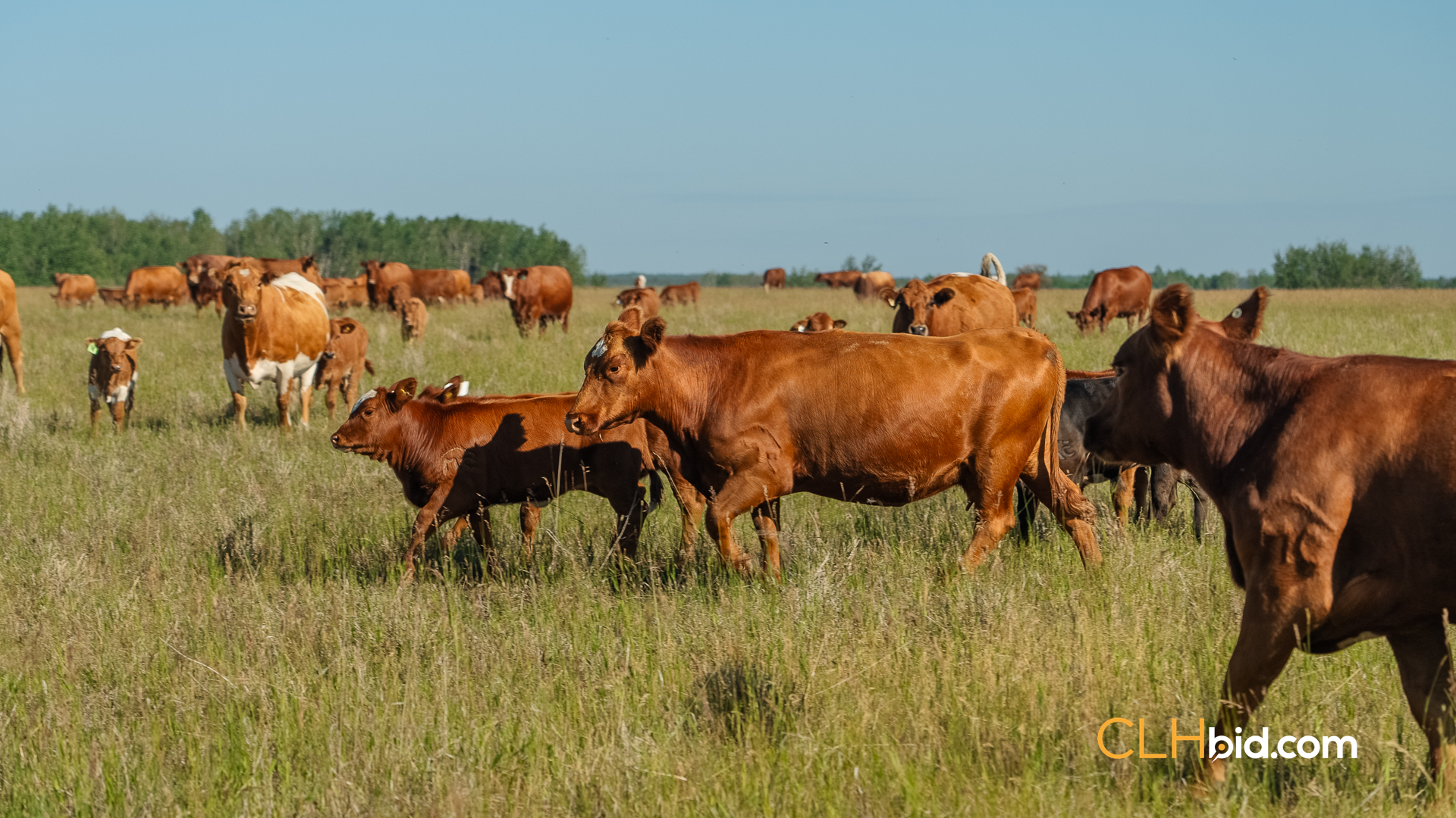 Web Rustlers Roost-27