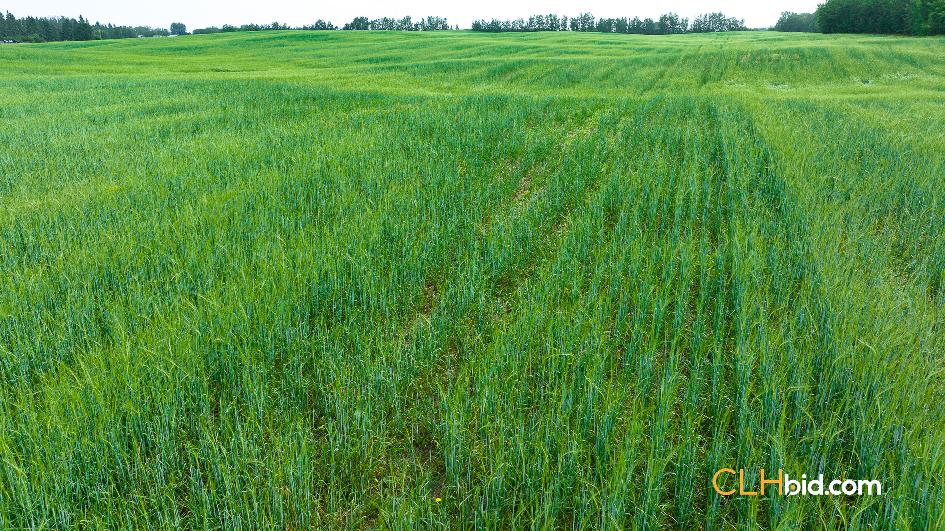 Web-CountryComfort-3