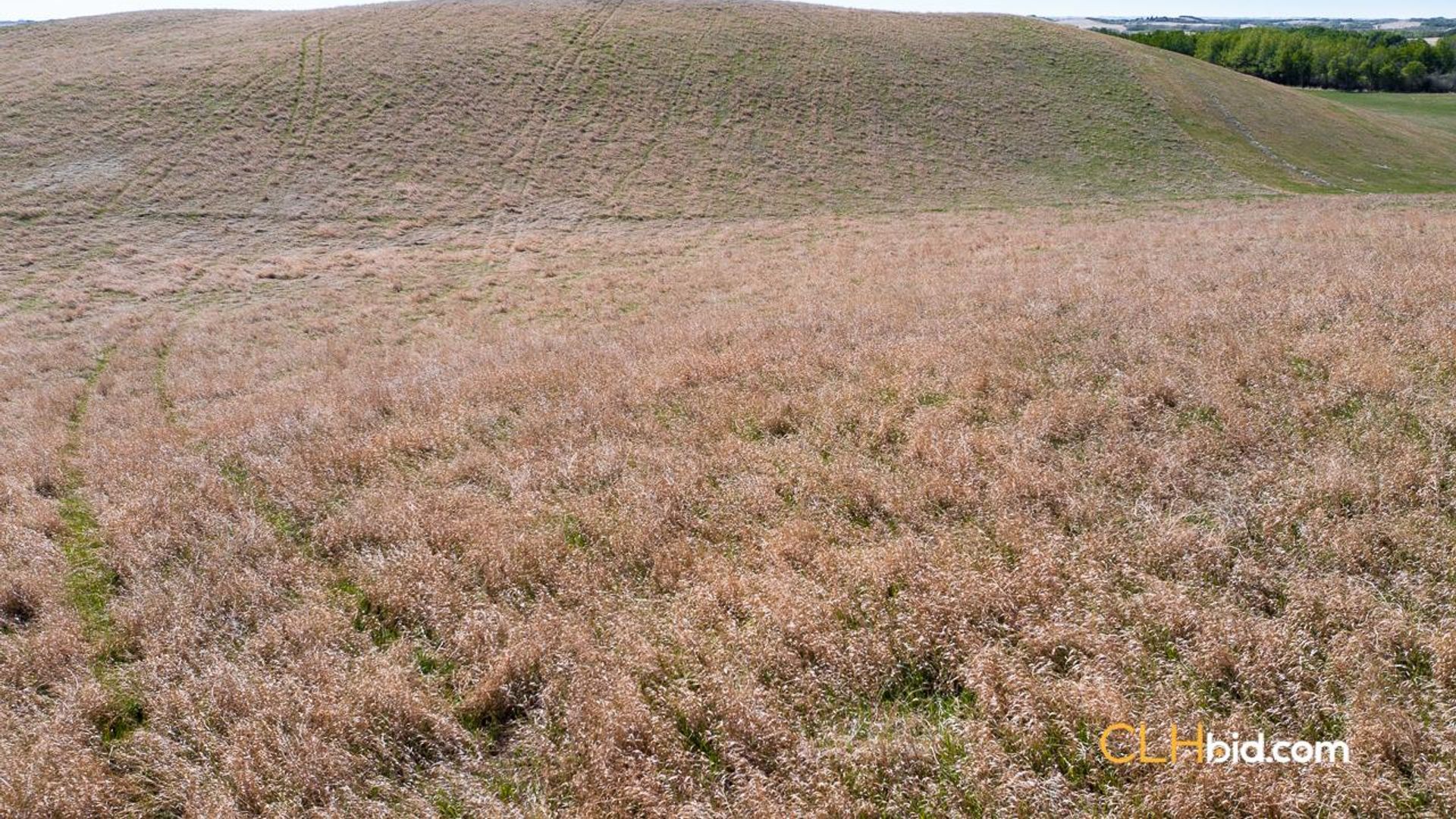 vermilionunbridled-1-5