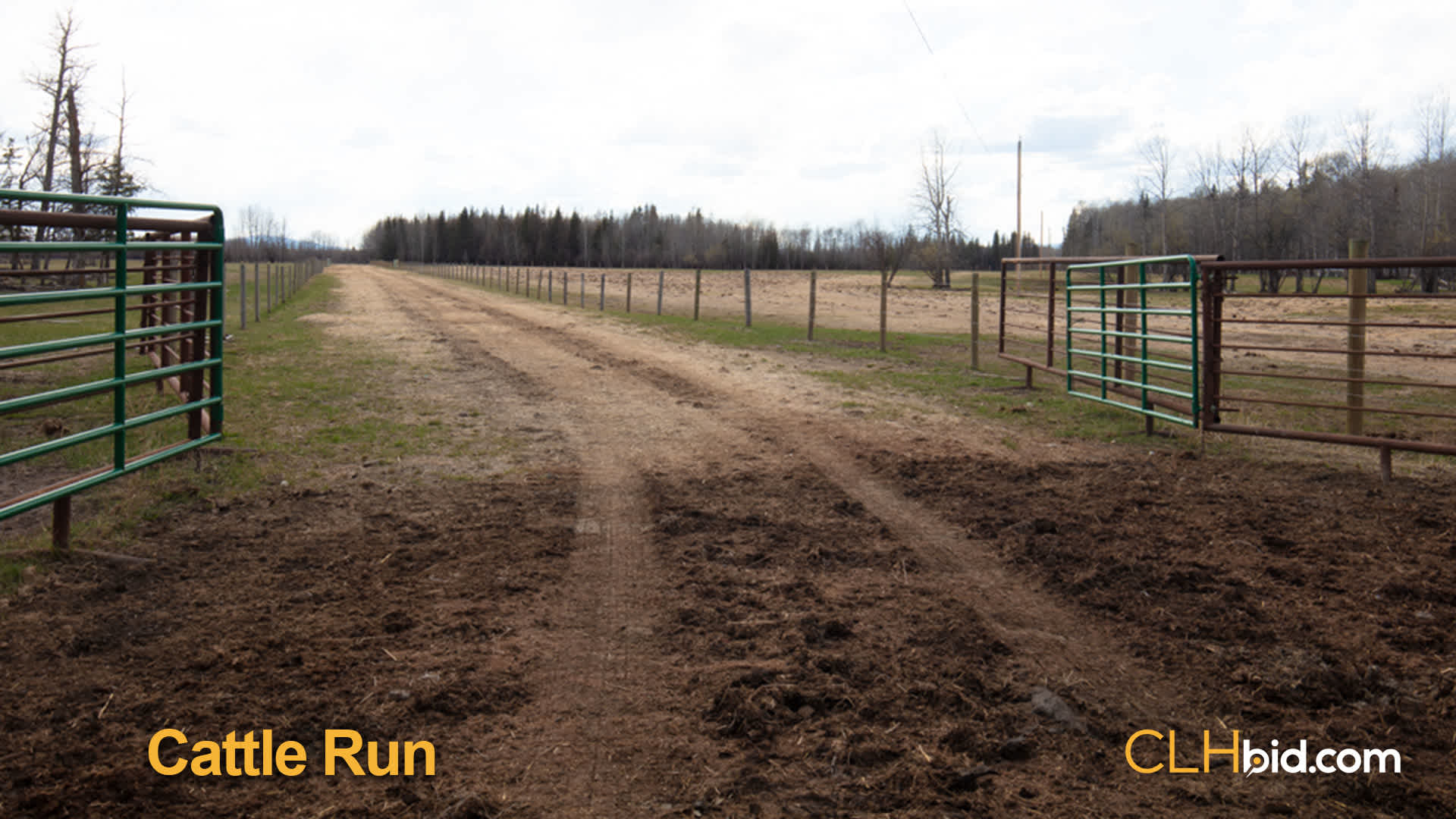 8173-Cattle-Run
