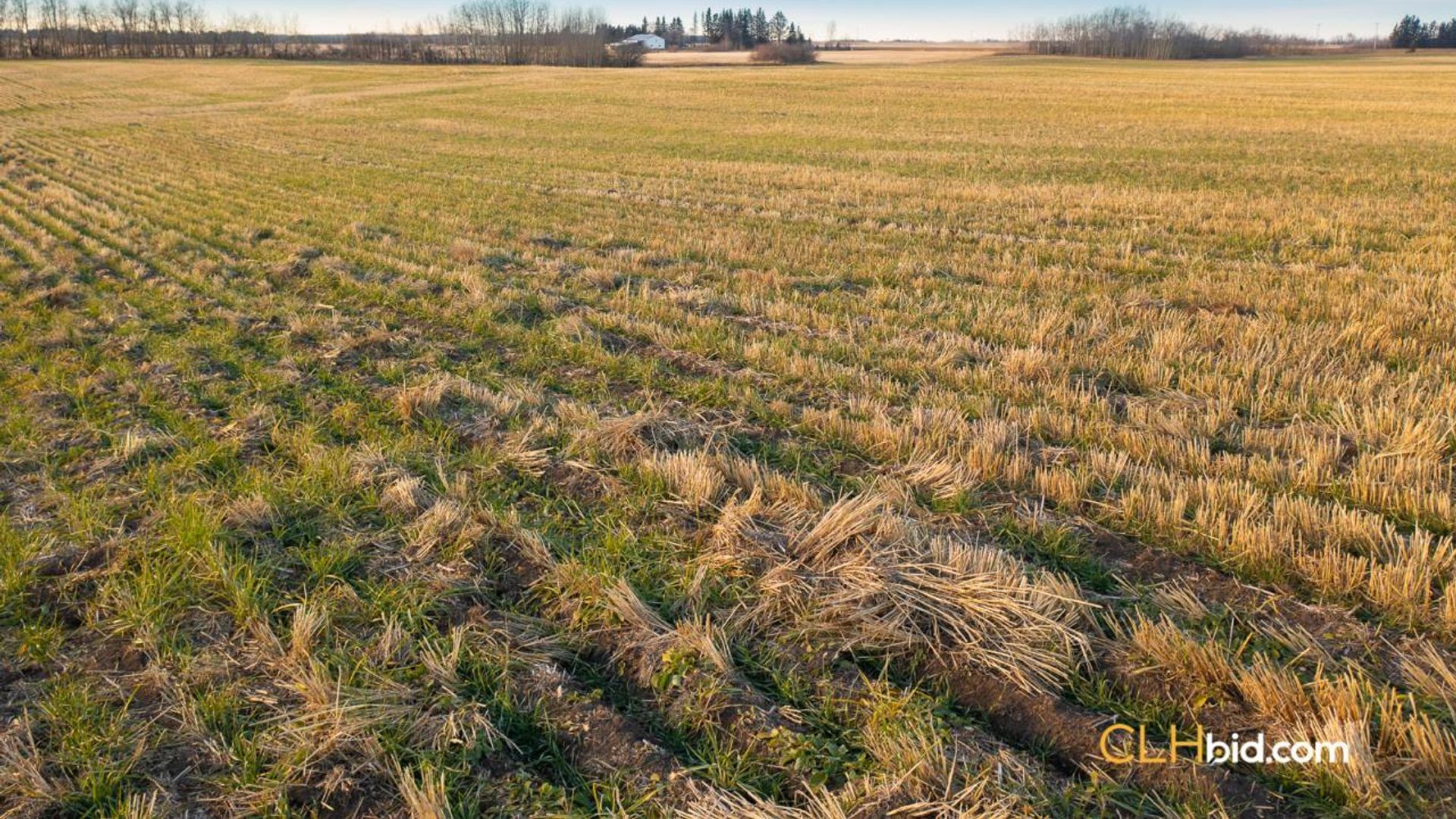 landyoursturgeon-1-4