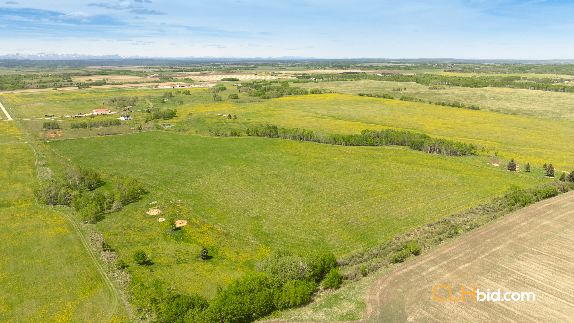 Web-CochraneDynastyJune-3