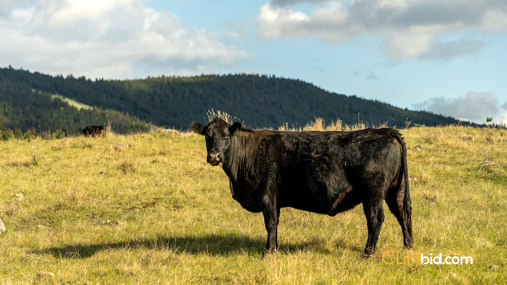 Web Hat Creek Cattle-3