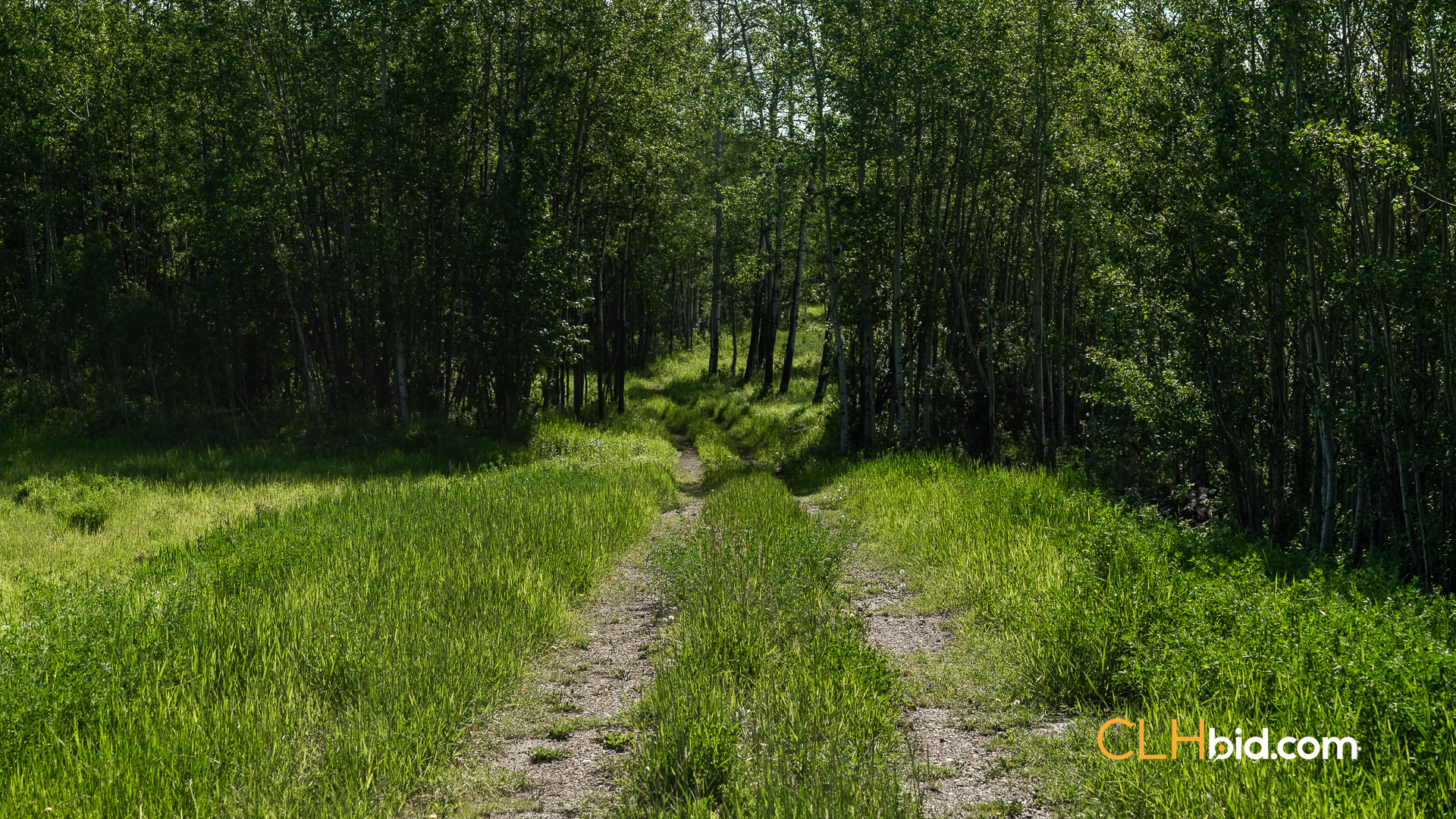 Web The Wild at Braden Rd-16